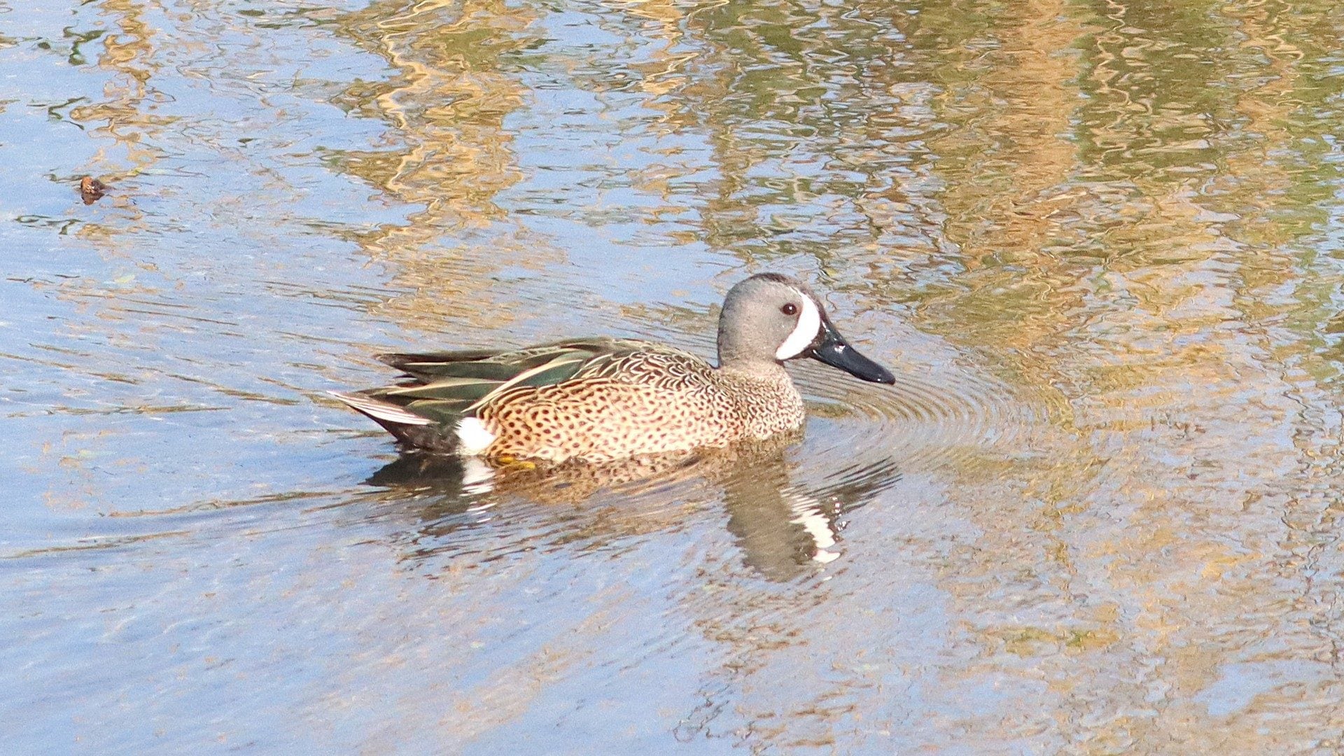 Le foto della rarissima marzaiola americana in Liguria, il fotografo: “Quinta o sesta osservazione in Italia”