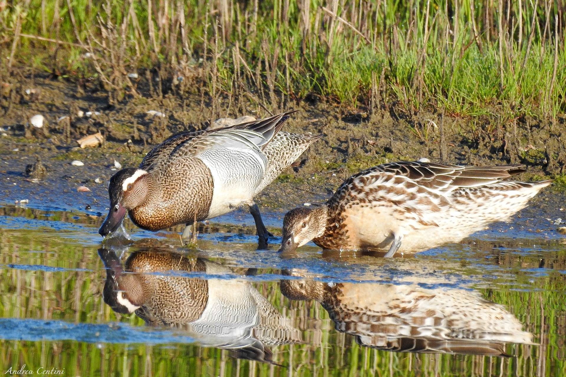 Coppia di marzaiole. Credit: Andrea Centini