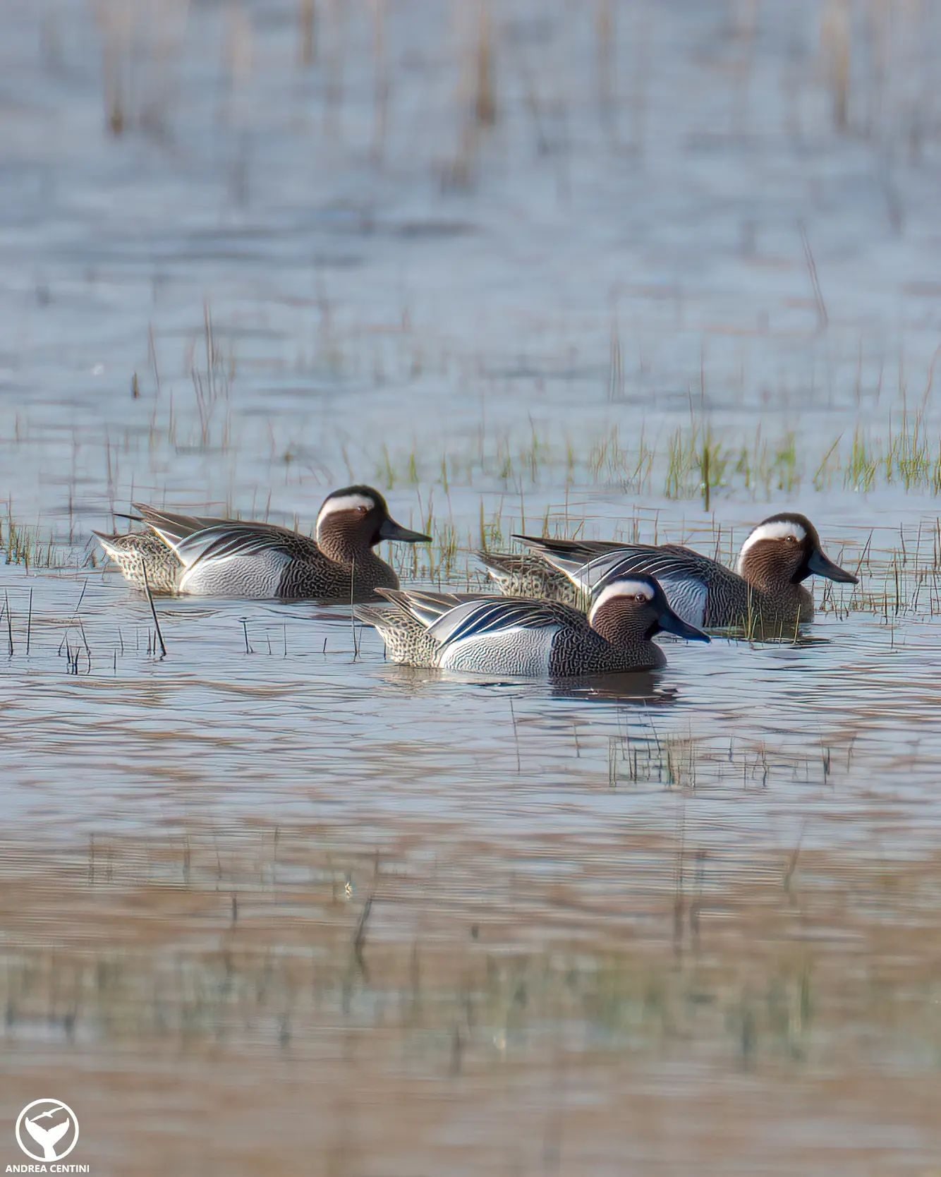 Marzaiole. Credit: Andrea Centini