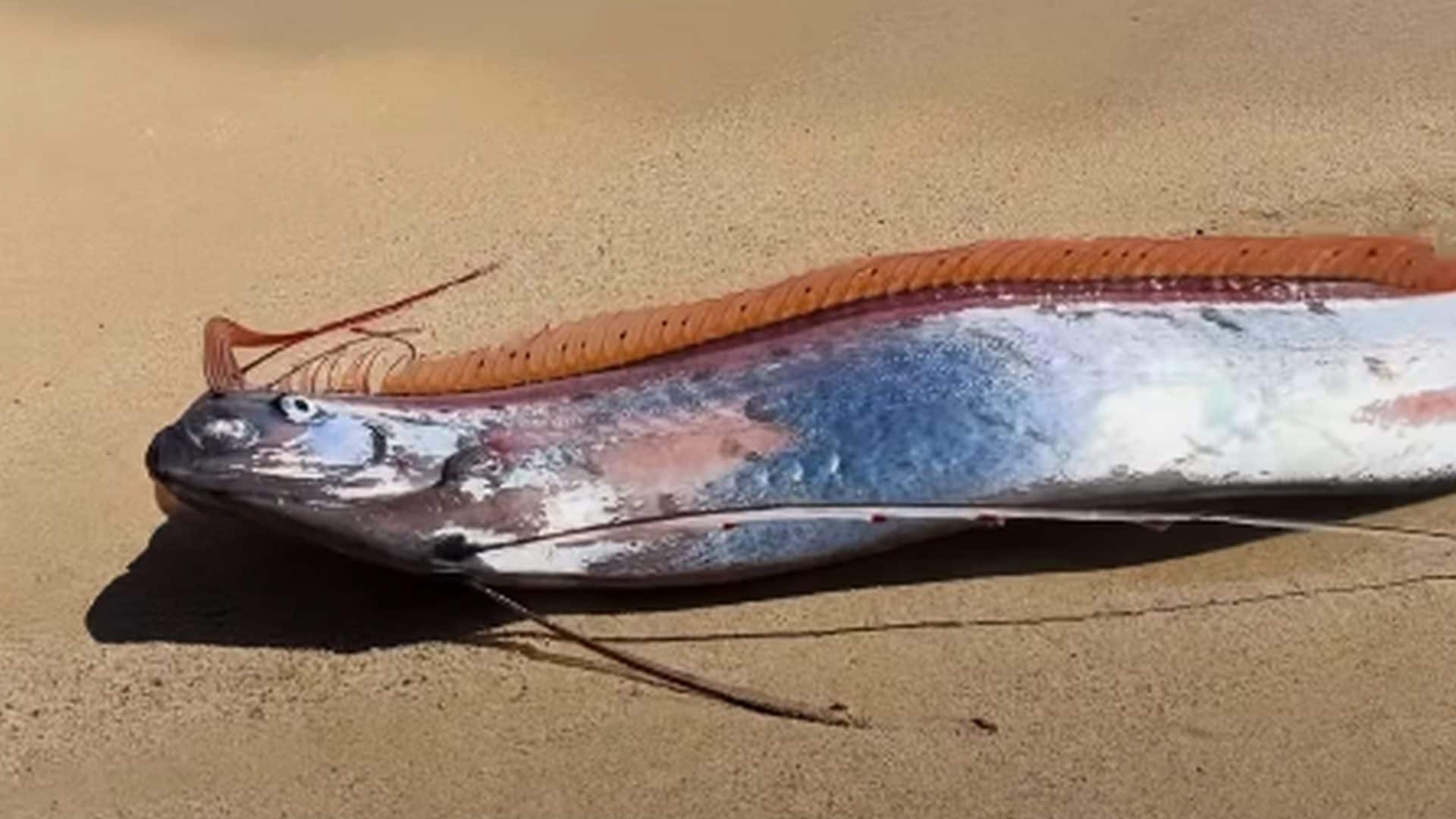 Due pesci remo spiaggiati in Messico, il video del salvataggio: “Sembrano usciti da un film di fantascienza”