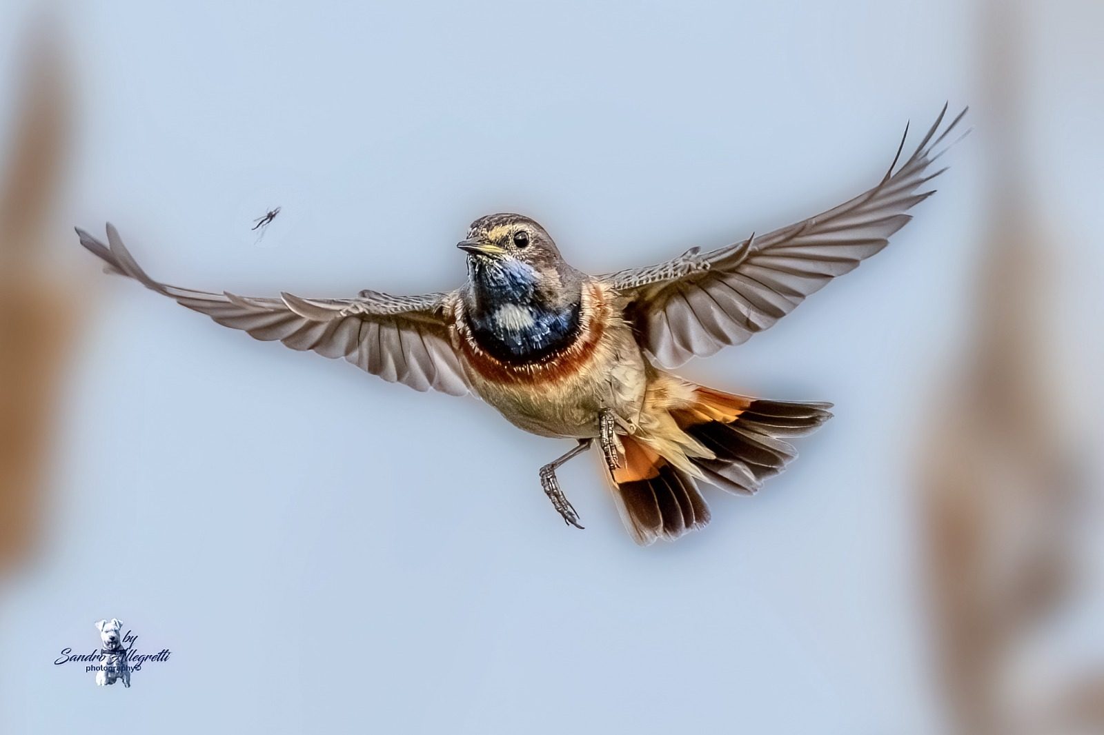 Pettazzurro pronto a catturare la zanzara. Credit: Sandro Allegretti