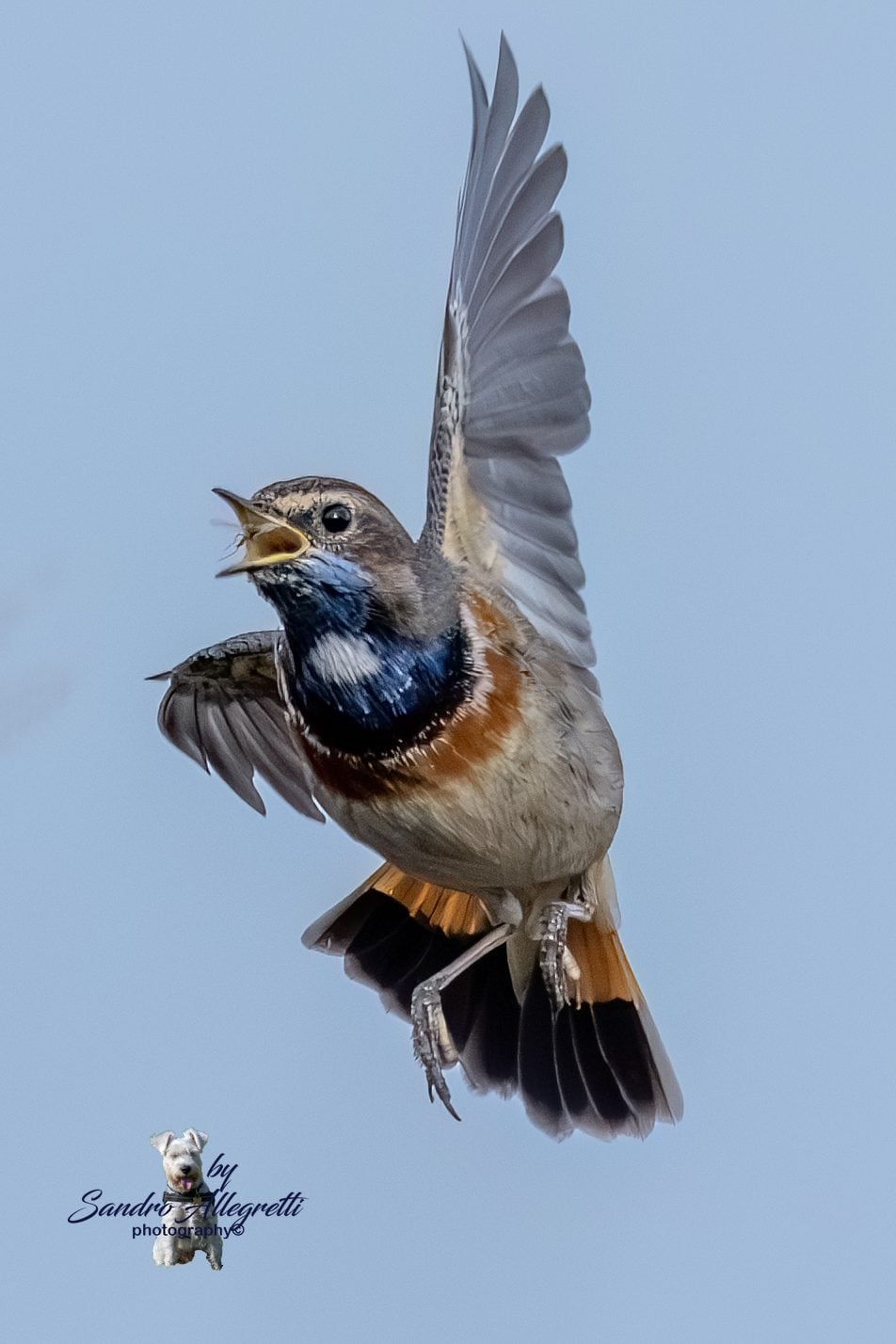 Il pettazzurro cattura di un’altra zanzara. Credit: Sandro Allegretti
