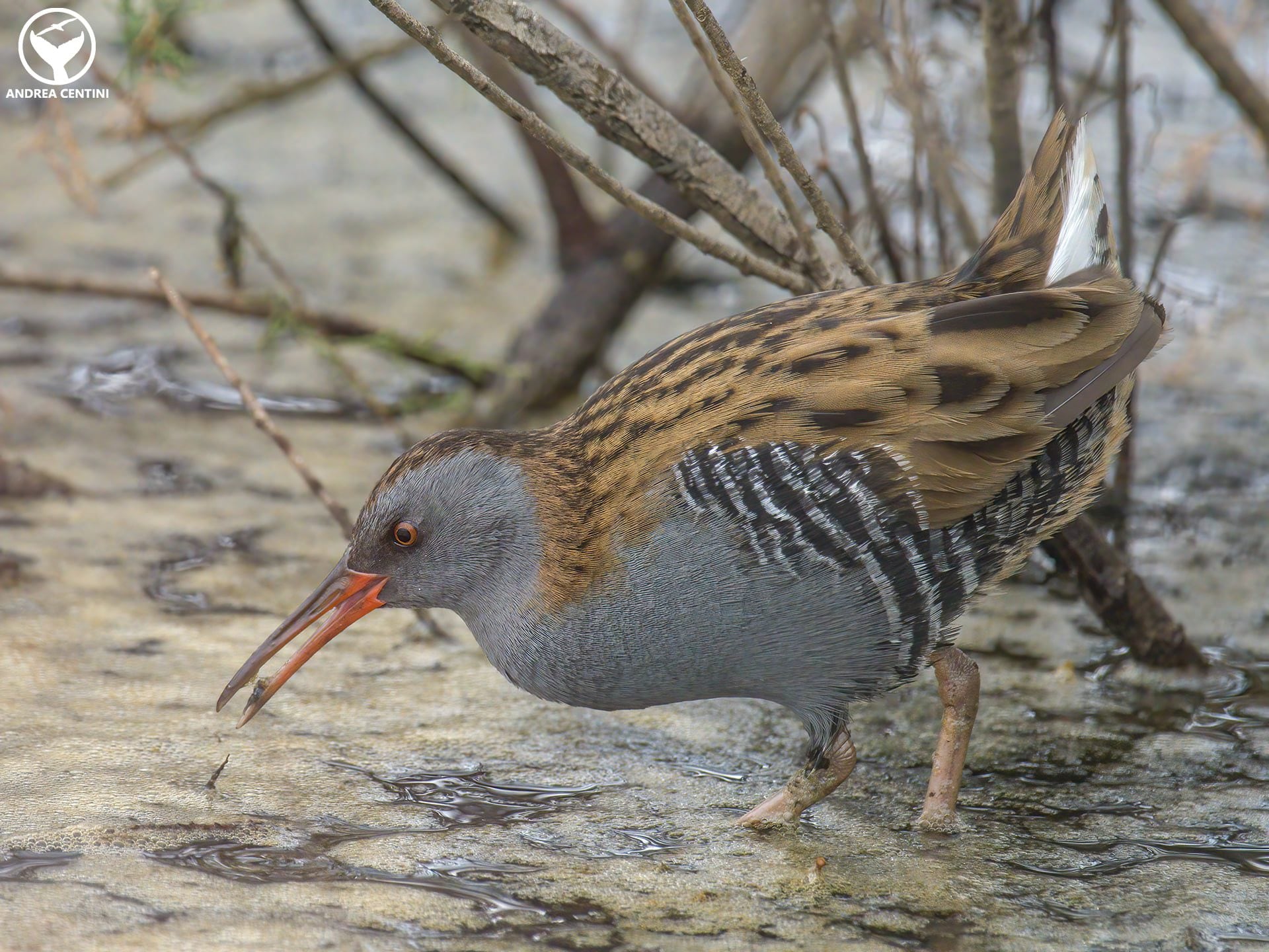 Porciglione. Credit: Andrea Centini