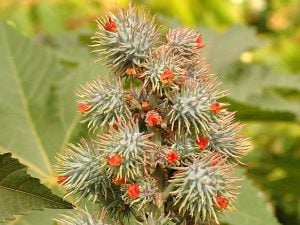 Cos’è la ricina, la tossina dei semi di ricino rilevata nelle analisi di madre e figlia morte a Campobasso