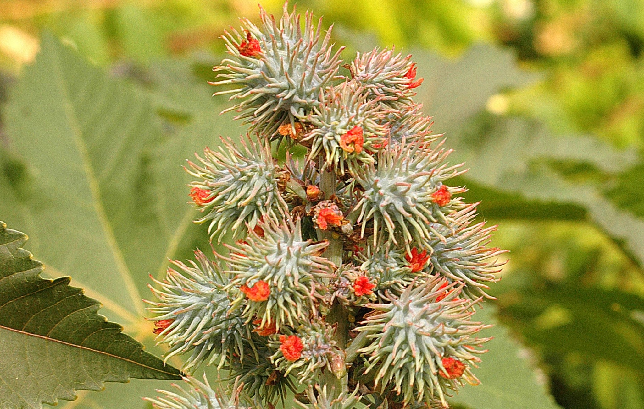 Cos'è la ricina, la tossina dei semi di ricino rilevata nelle analisi di madre e figlia morte a Campobasso