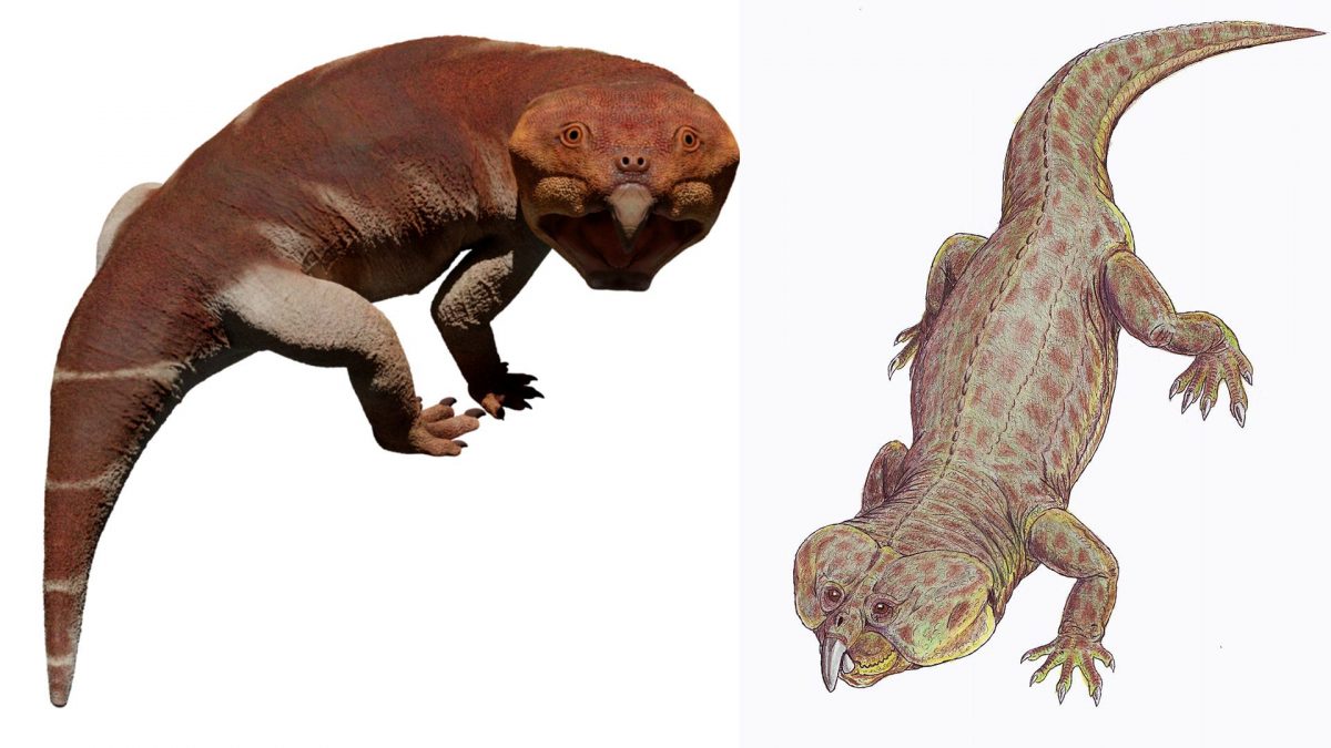 Ricostruzione di rincosauri. Credit: Petr Menshikov/DiBgd/Wikipedia