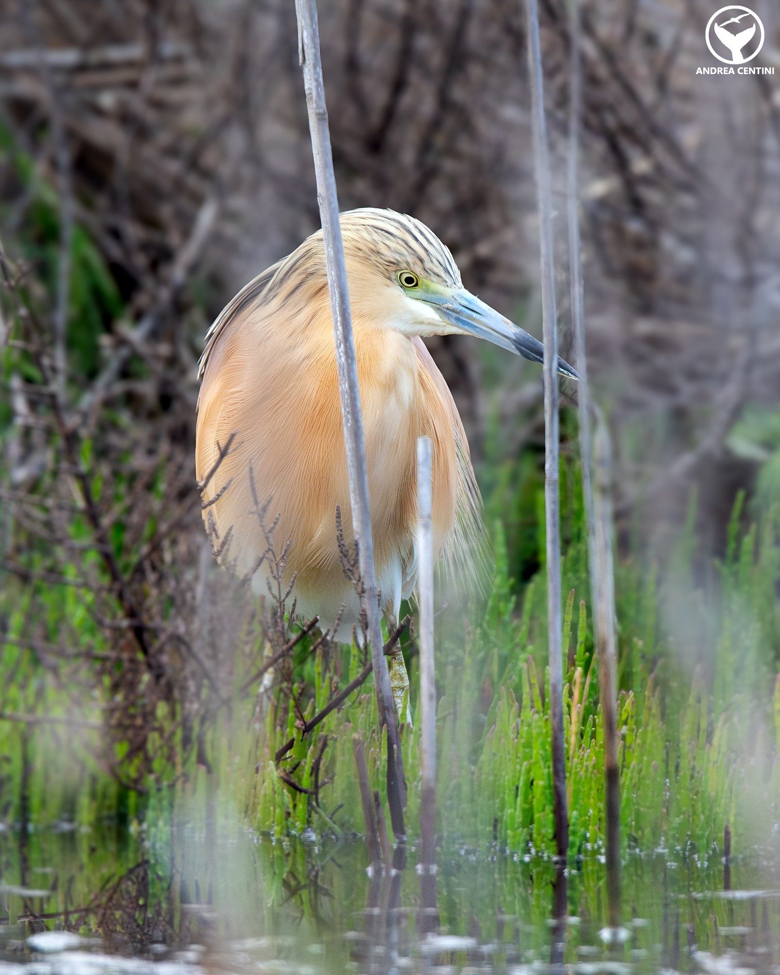 Sgarza ciuffetto. Credit: Andrea Centini