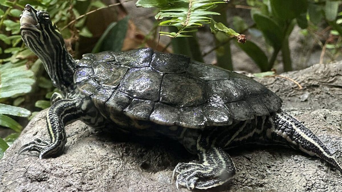 Una tartaruga geografica (Graptemys geographica), specie diffusa nei laghi e nei fiumi del Nord America. Uno studio ha documentato un evento di mortalità di massa in una popolazione del lago Opinicon, in Ontario. Credit: Wikimedia Commons / Gatorfan252525 – CC BY–SA 4.0.