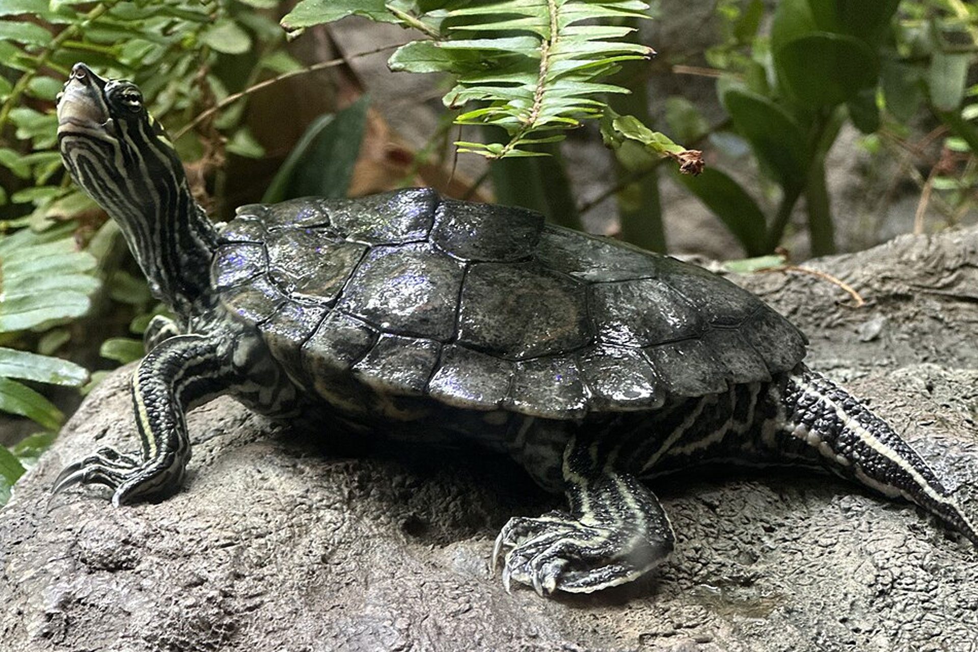 Il mistero delle tartarughe morte sotto il ghiaccio in Canada: cosa hanno scoperto gli scienziati