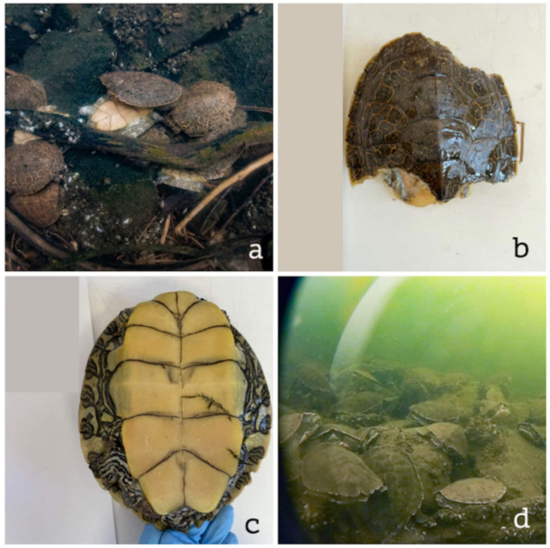 Tartarughe geografiche (Graptemys geographica) recuperate nel lago Opinicon, in Ontario, durante l’evento di mortalità osservato nel 2022. Le immagini mostrano carcasse con carapace danneggiato e un gruppo di tartarughe svernanti sotto il ghiaccio. Crediti: Bulté et al. Canadian Journal of Zoology.