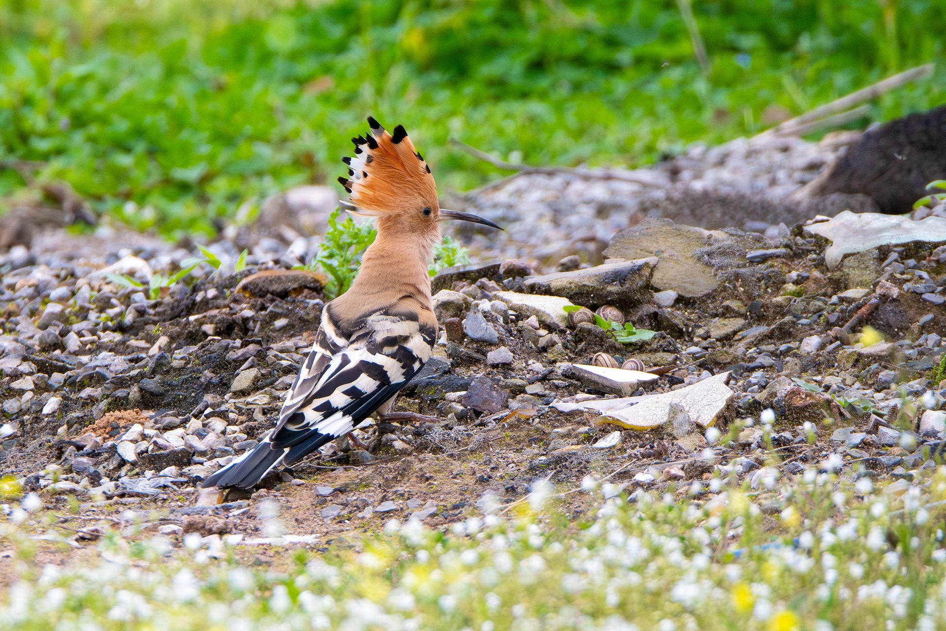 Upupa con la cresta alzata. Credit: Andrea Centini