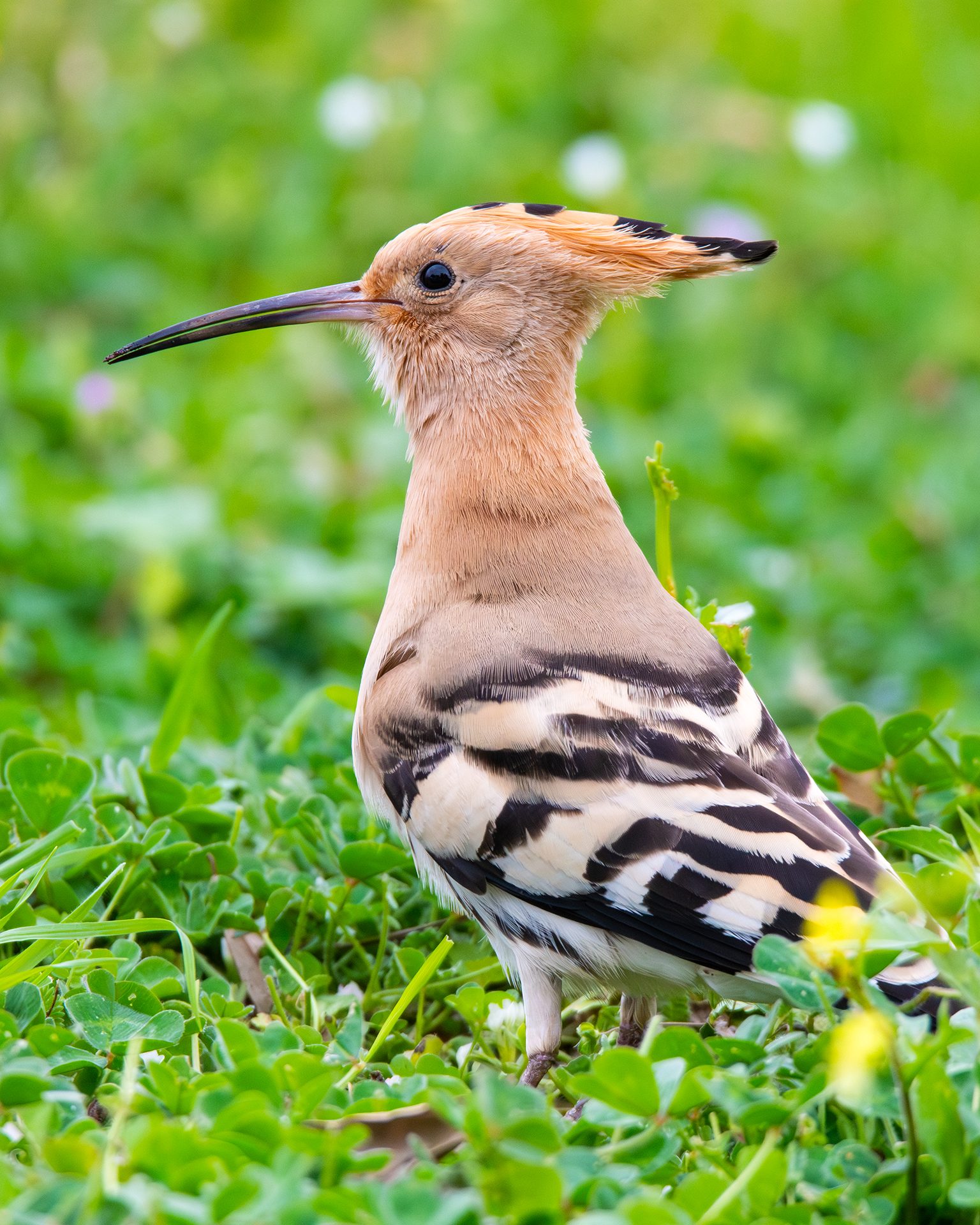 Upupa. Credit: Andrea Centini