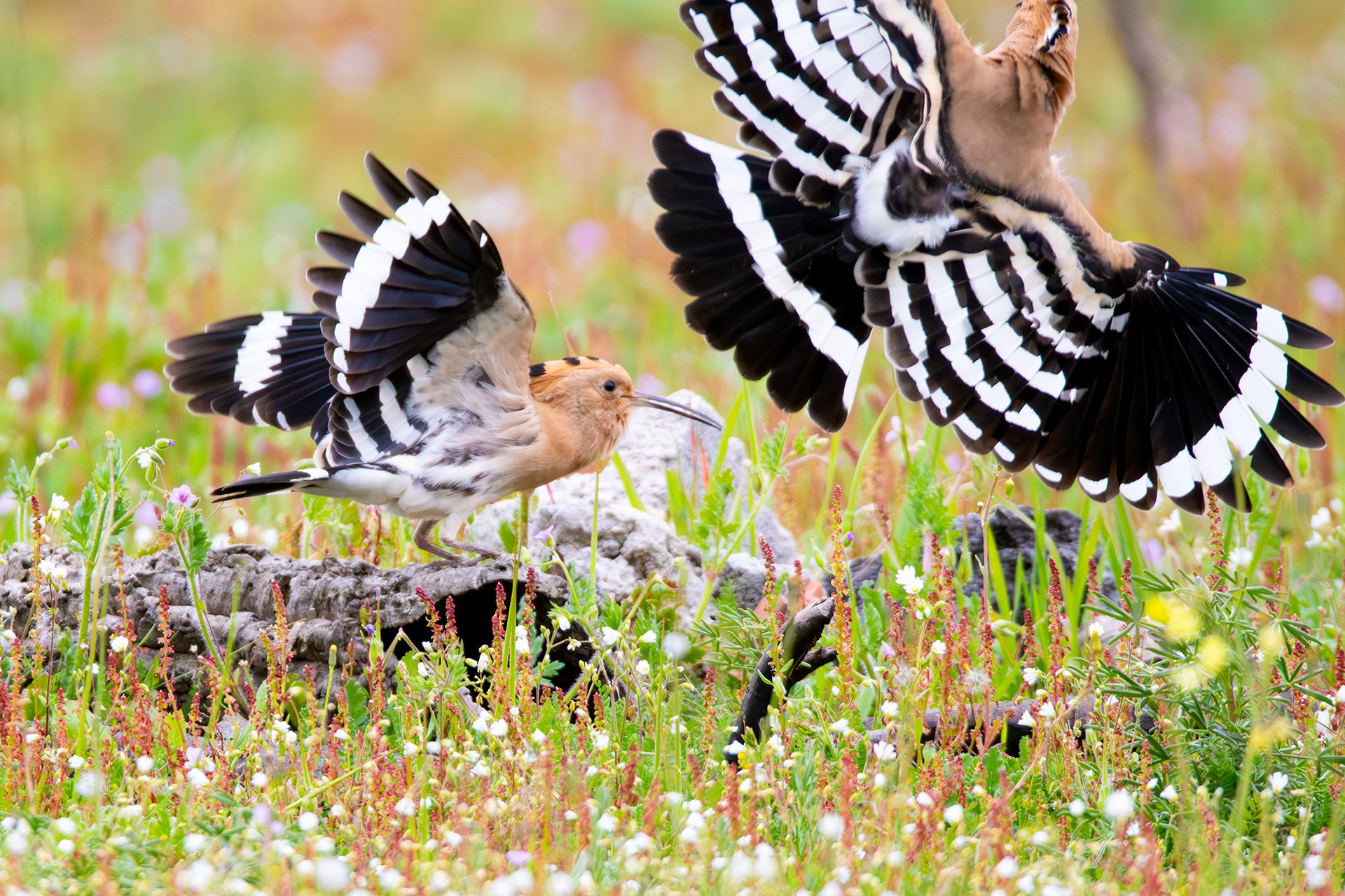 La coppia di upupe. Purtroppo la seconda è arrivata all’improvviso e non siamo riusciti a coglierla in pieno. Credit: Andrea Centini