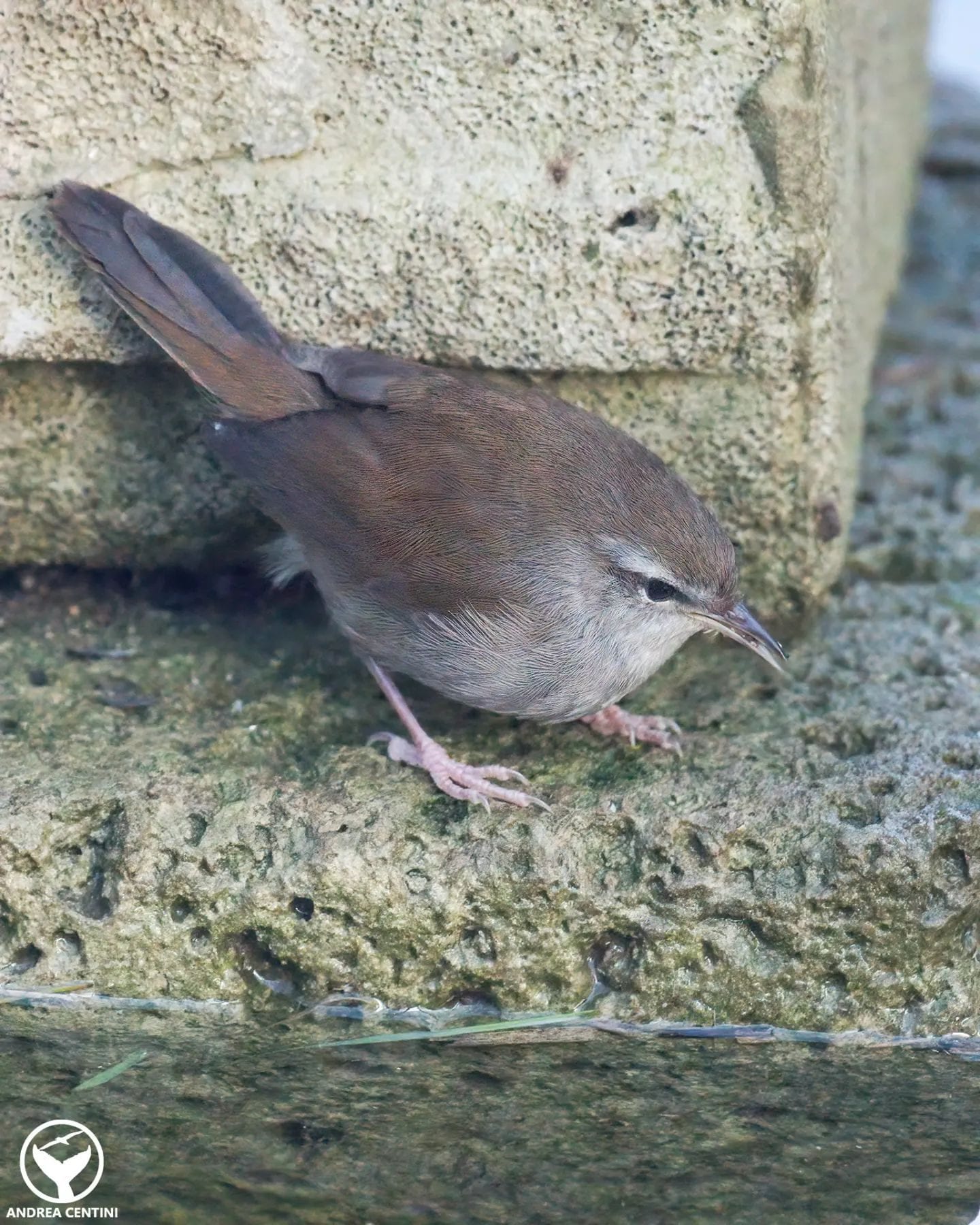 Usignolo di fiume. Credit: Andrea Centini