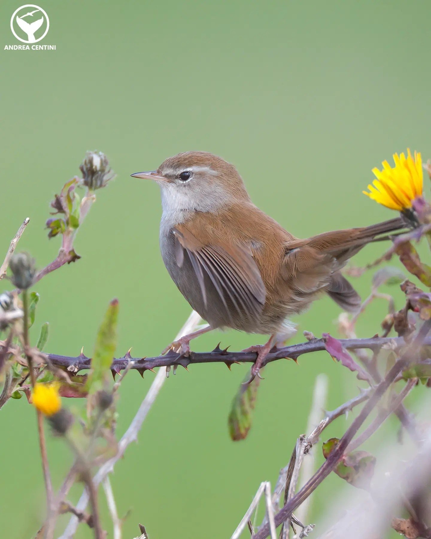 Usignolo di fiume. Credit: Andrea Centini