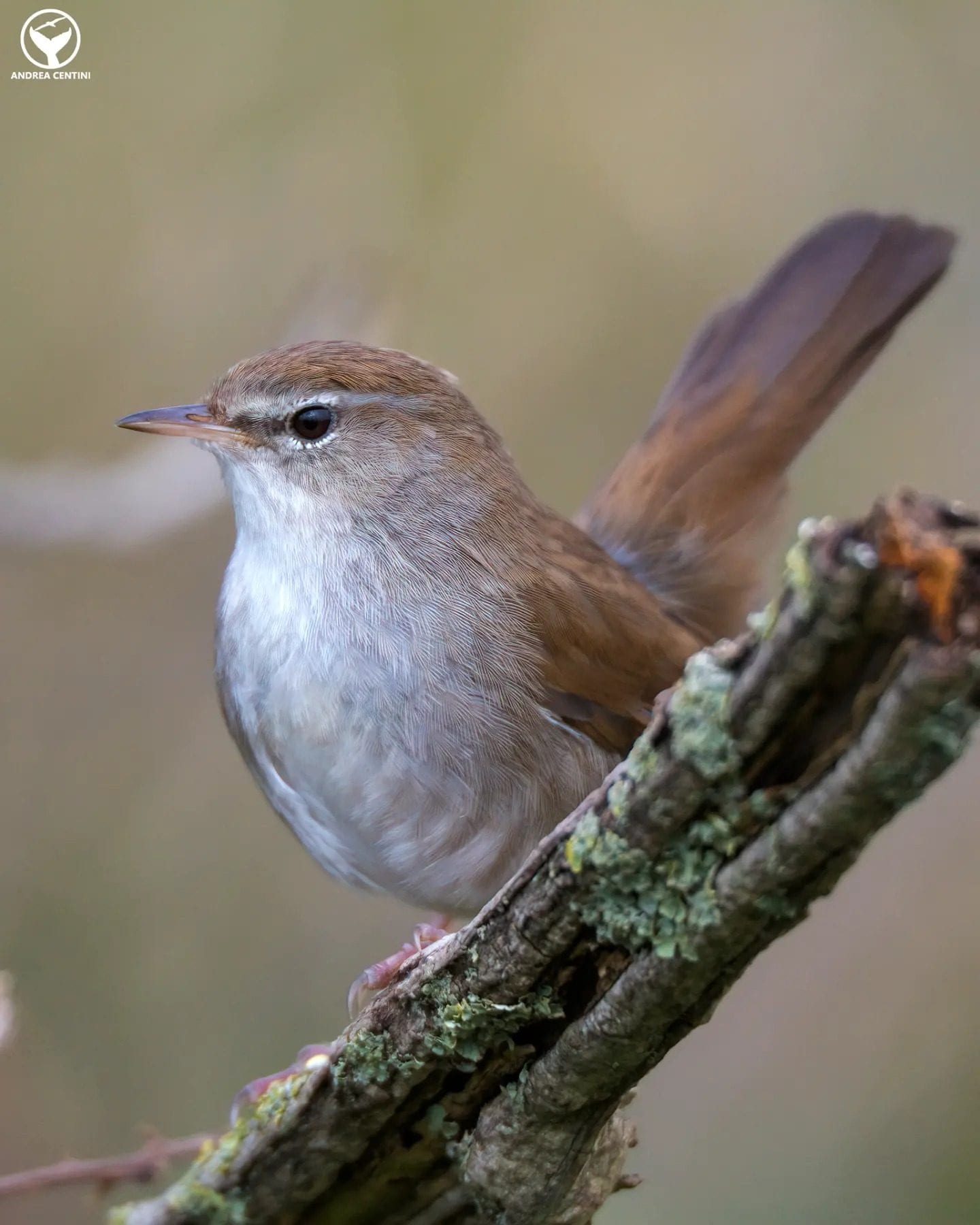 Usignolo di fiume. Credit: Andrea Centini