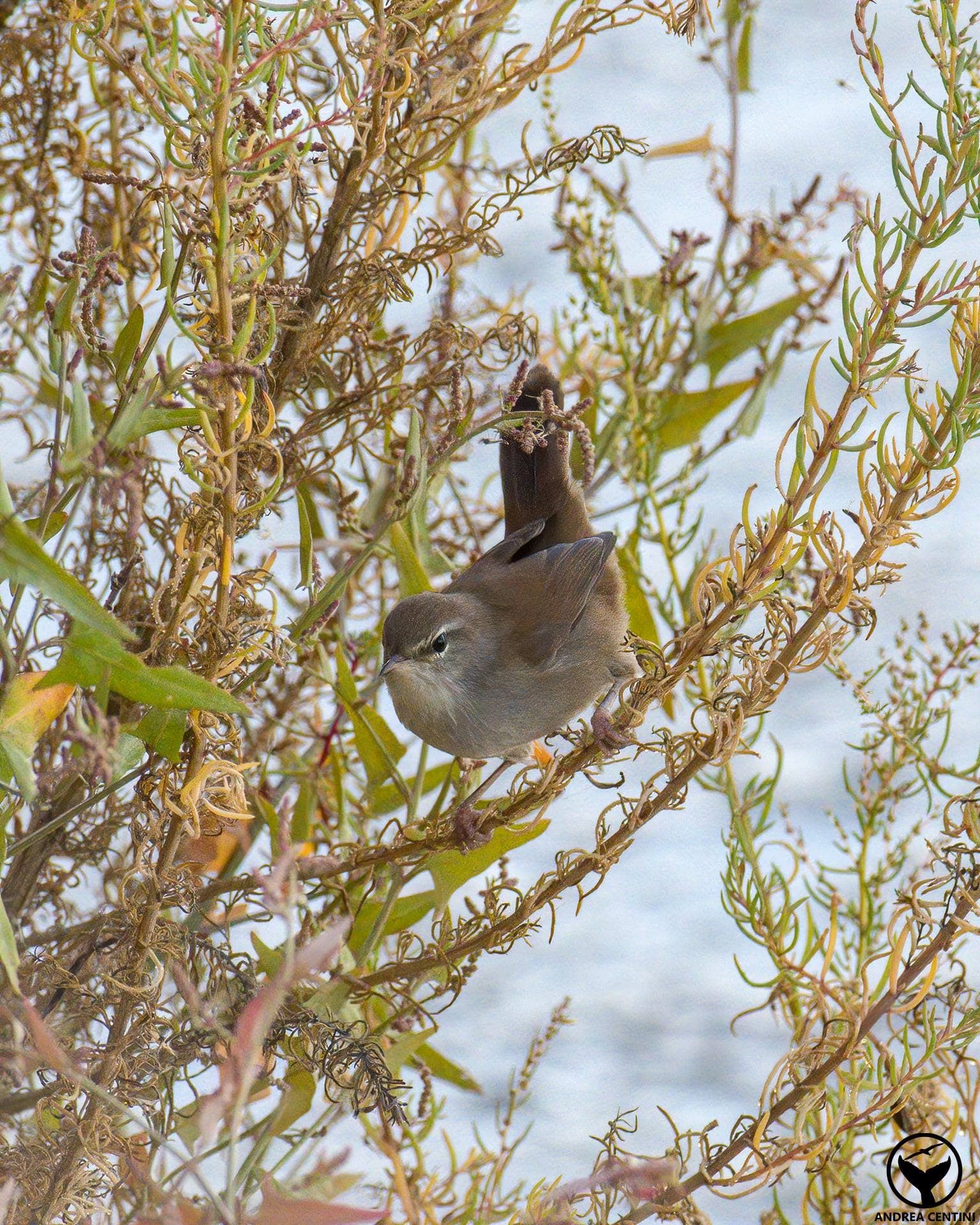 Usignolo di fiume. Credit: Andrea Centini