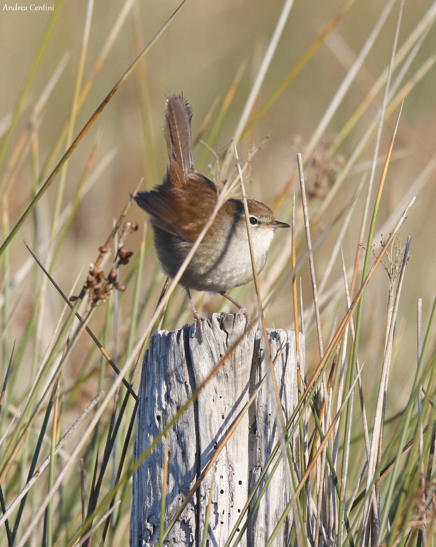 Usignolo di fiume. Credit: Andrea Centini