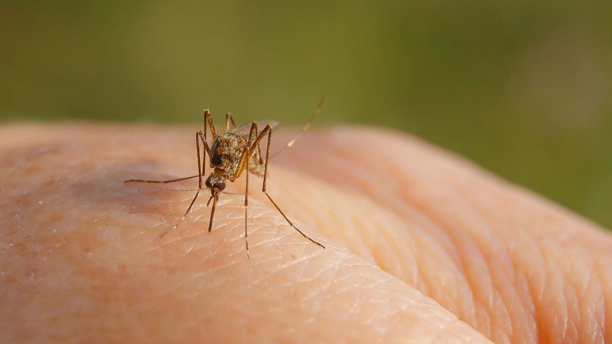 Le zanzare potrebbero aver sviluppato la preferenza per il sangue umano quando i primi ominini arrivarono nel Sud–est asiatico, secondo un nuovo studio pubblicato su Scientific Reports.