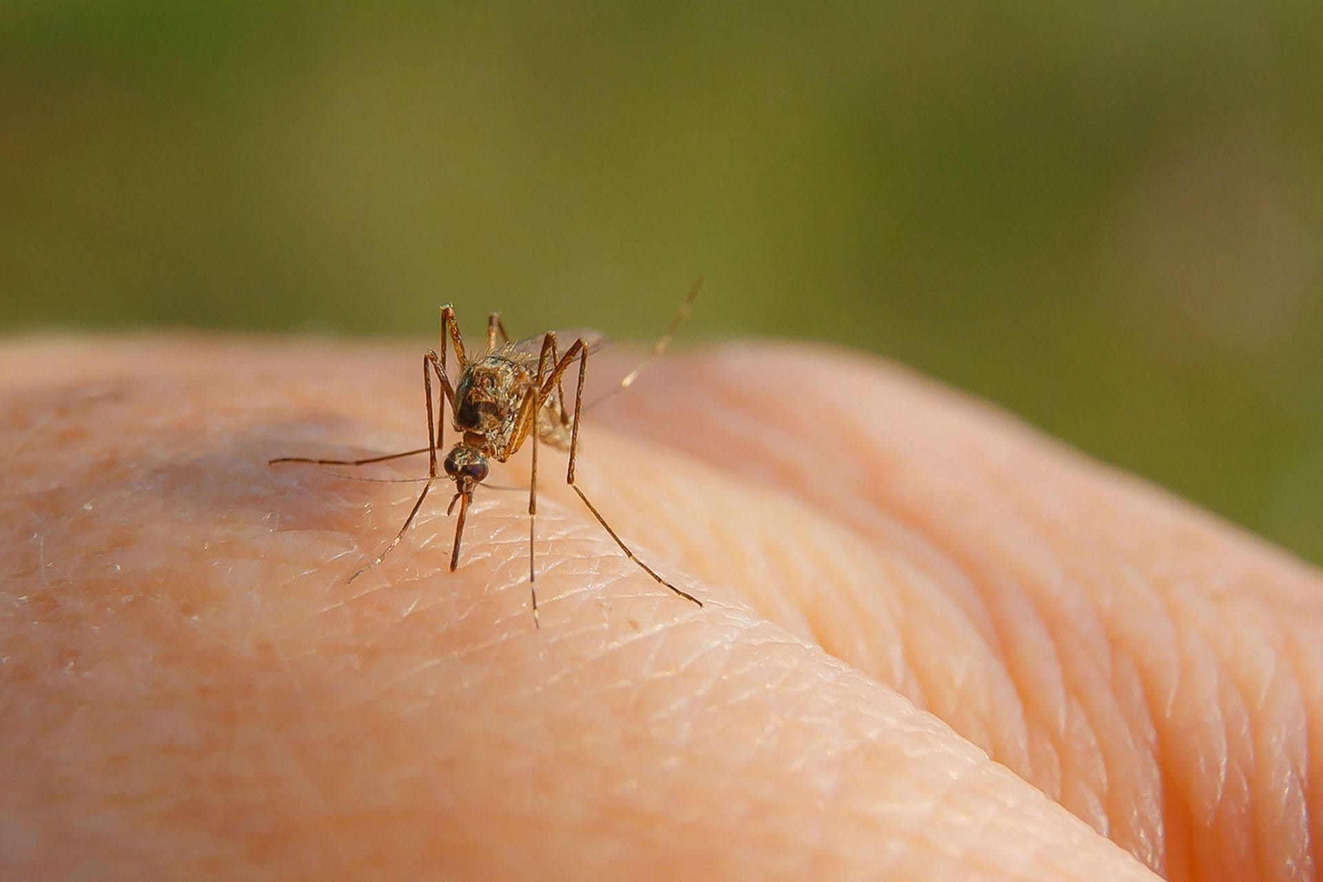 Le zanzare pungono gli umani da quasi 2 milioni di anni: lo studio su Scientific Reports