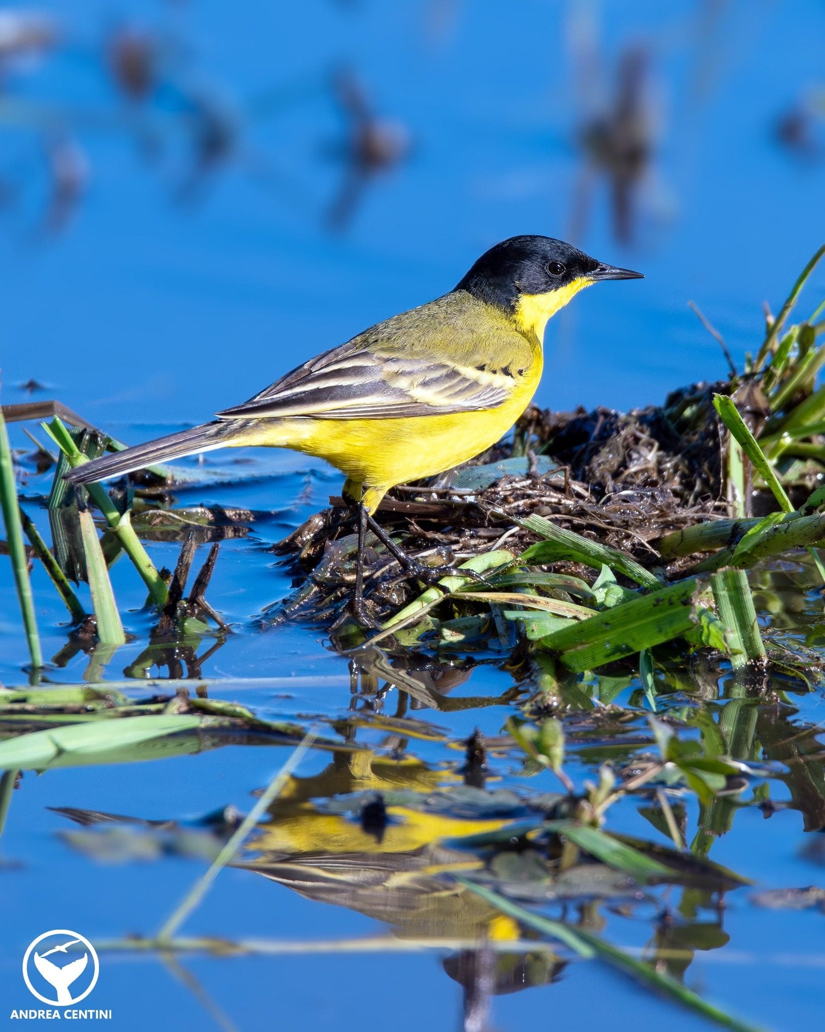 Cutrettola capinera (Motacilla flava feldegg). Credit: Andrea Centini