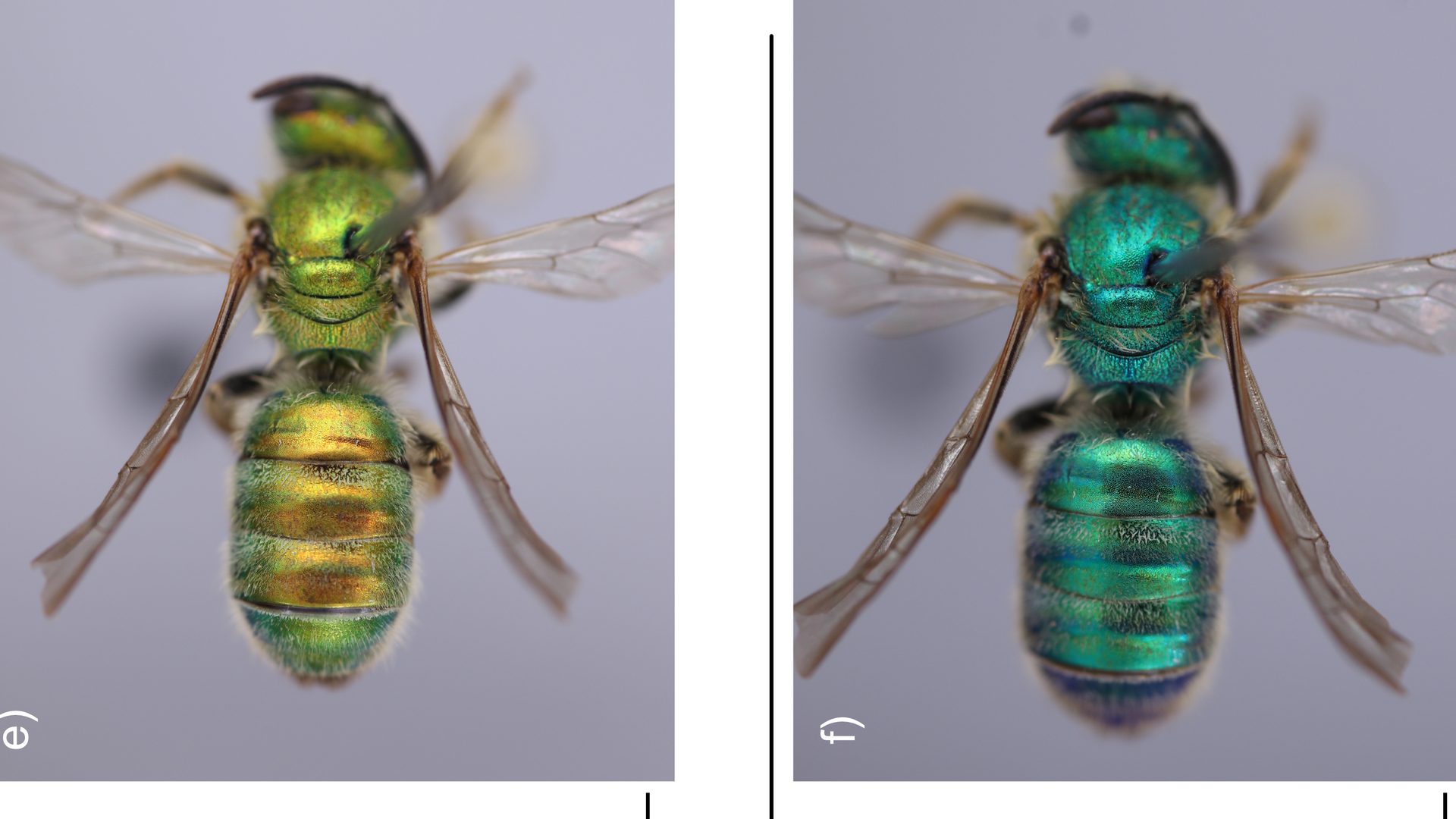 Il cambiamento del sudore da bassa umidità (a sinistra) ad alta umidità (a destra). Credit: Jorge De La Cruz