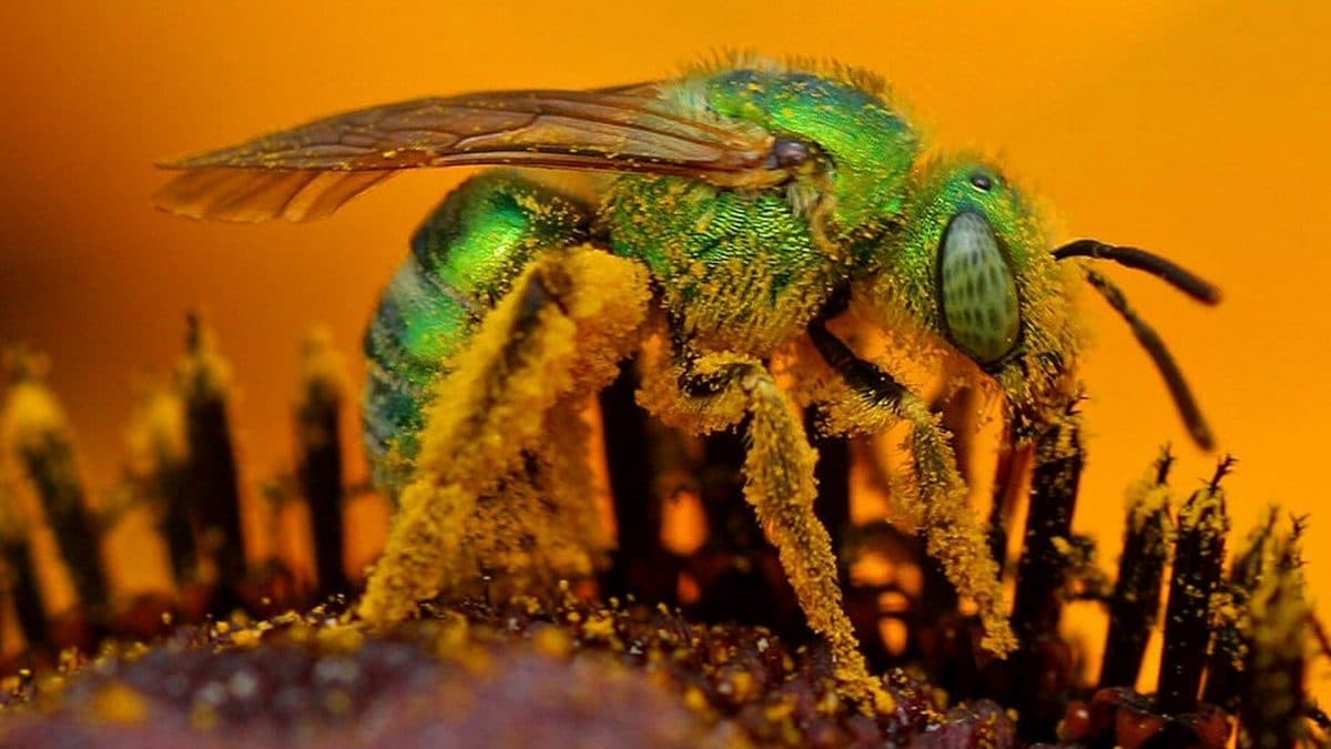 Un’ape del sudore del genere Agapostemon. Credit: Wikipedia