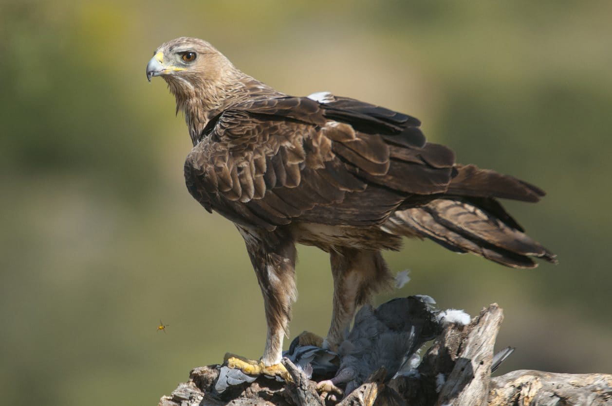 Aquila di Bonelli. Credit: iStock
