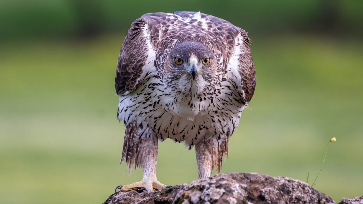 Aquila di Bonelli. Credit: iStock
