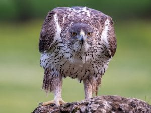 Aquila di Bonelli uccide un maschio, fa coppia con un’altra femmina e alleva i pulli affidati dagli ornitologi