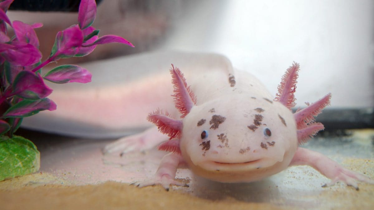 Un axolotl in acquario: questi anfibi sono sempre più richiesti come animali domestici, ma richiedono cure e condizioni specifiche.