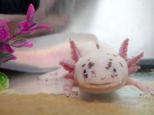 Compra un axolotl per il compleanno della figlia, ora ne ha 20: la storia di Emma Honeyfield