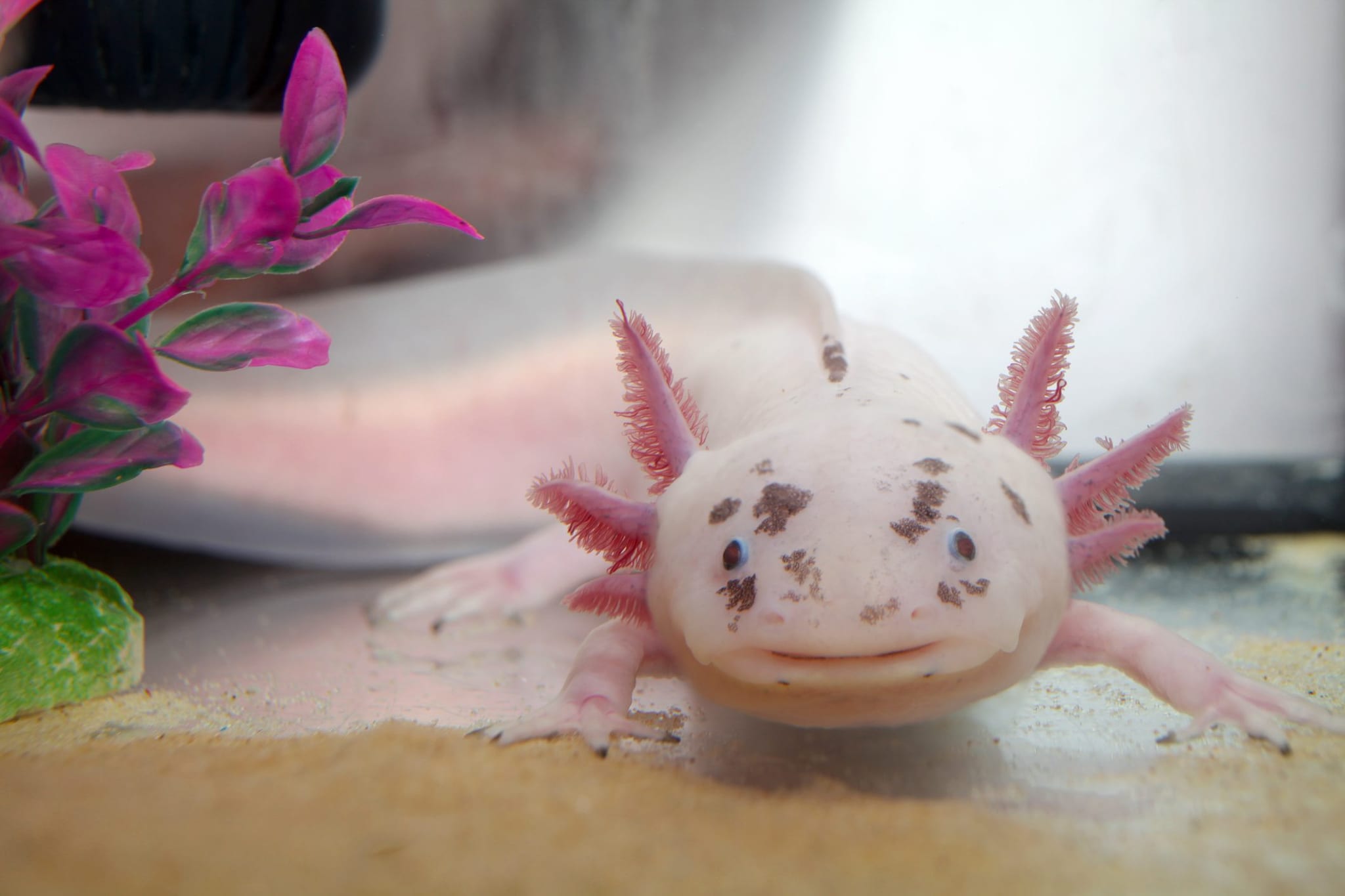 Compra un axolotl per il compleanno della figlia, ora ne ha 20: la storia di Emma Honeyfield