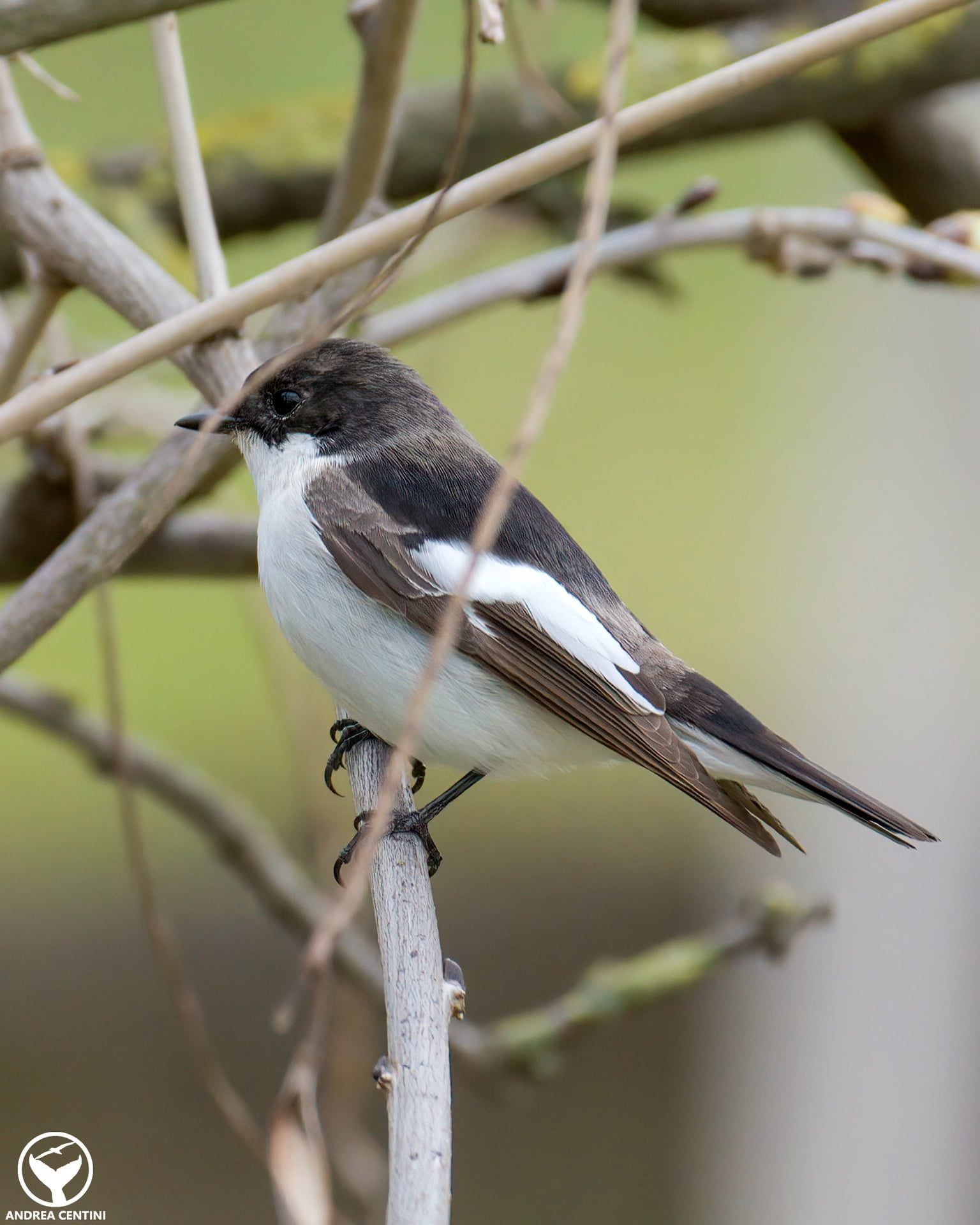 Balia nera. Credit: Andrea Centini