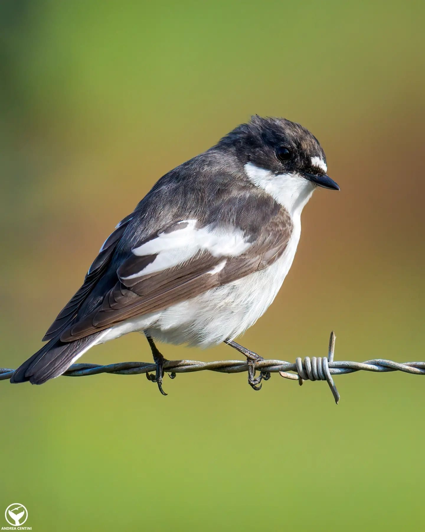 Balia nera. Credit: Andrea Centini