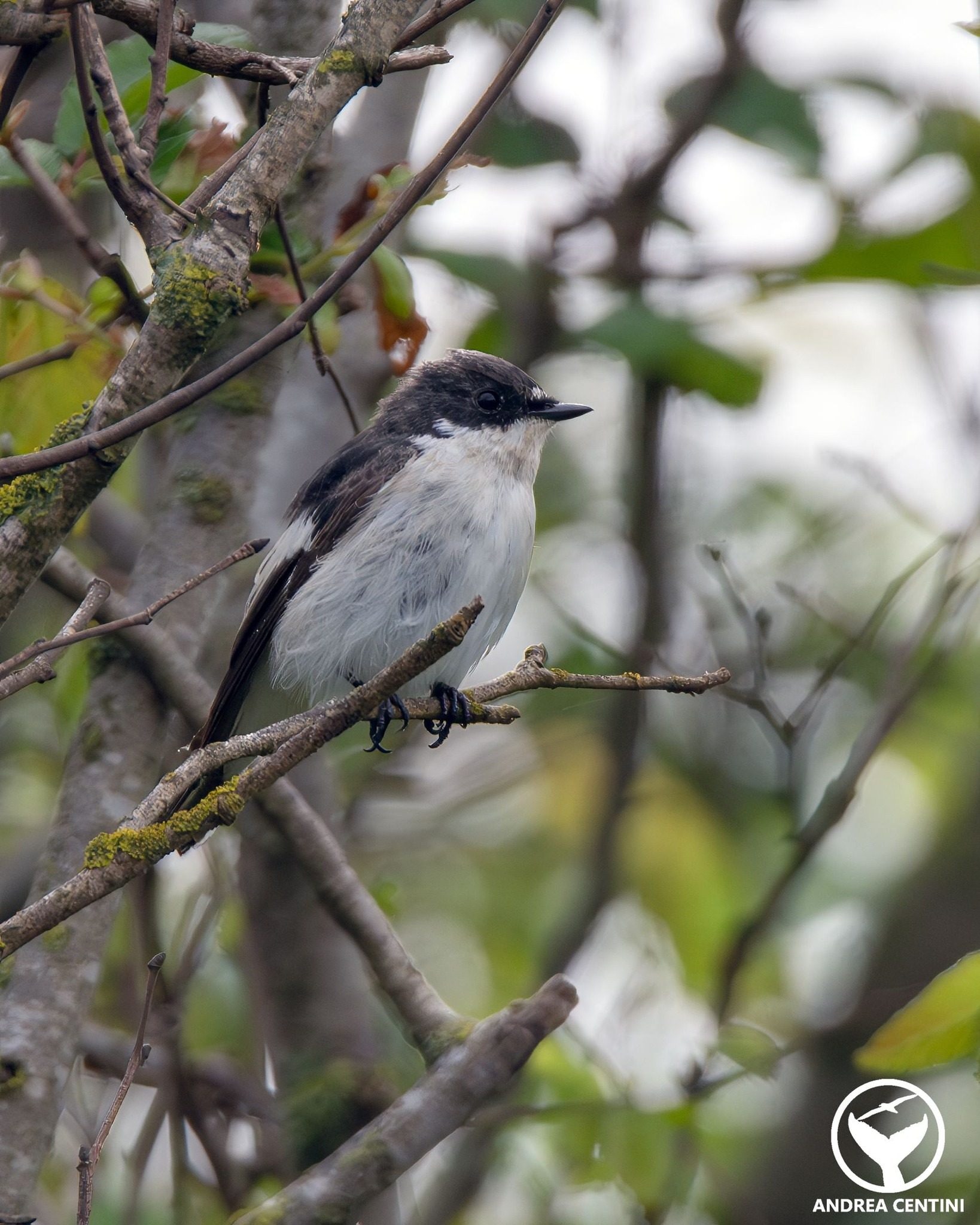 La balia nera incontrata al Parco Nazionale del Circeo ad aprile del 2026. Credit: Andrea Centini
