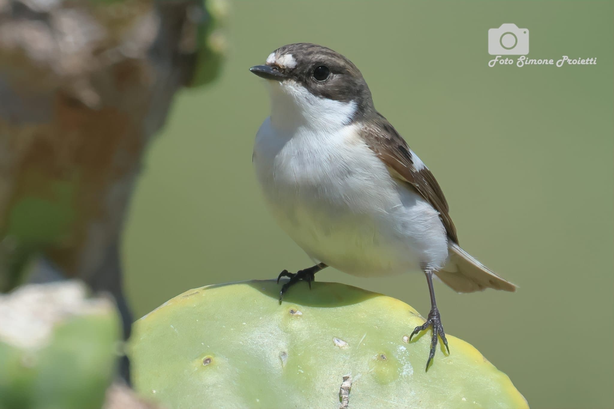 Balia nera. Credit: Simone Proietti