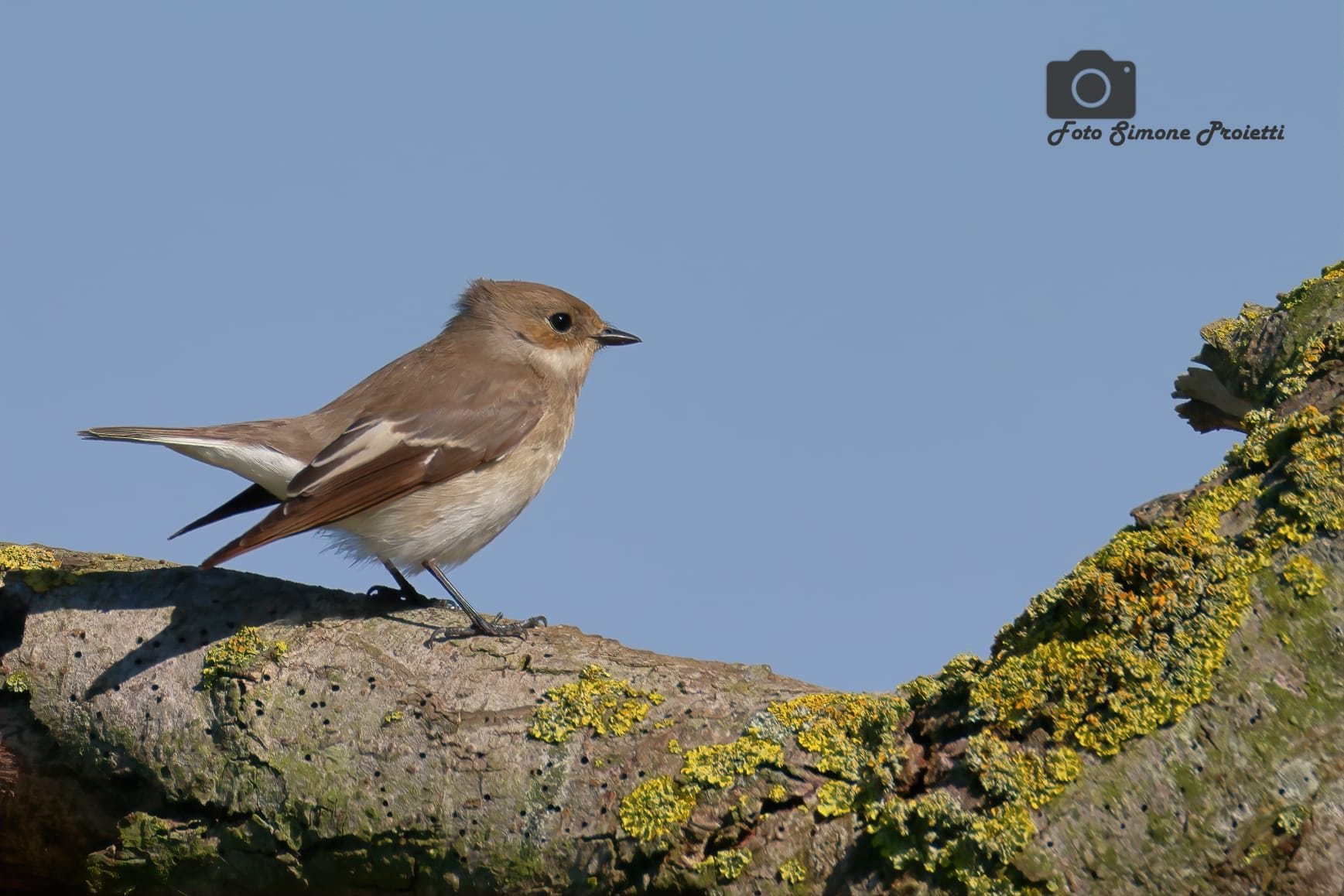 Balia nera. Credit: Simone Proietti