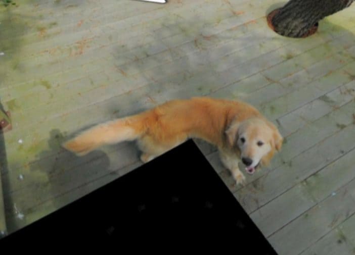 Il cane Maru. Credit: Daum – Kakaomap