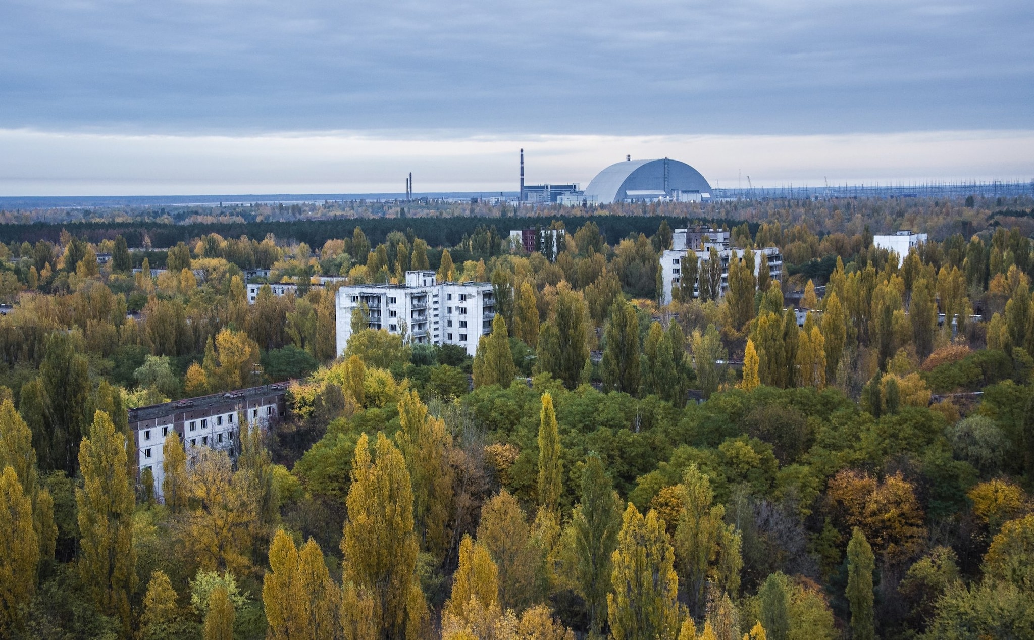 Gli effetti sugli animali di Chernobyl, 40 anni dopo: la zona di esclusione è un laboratorio a cielo aperto
