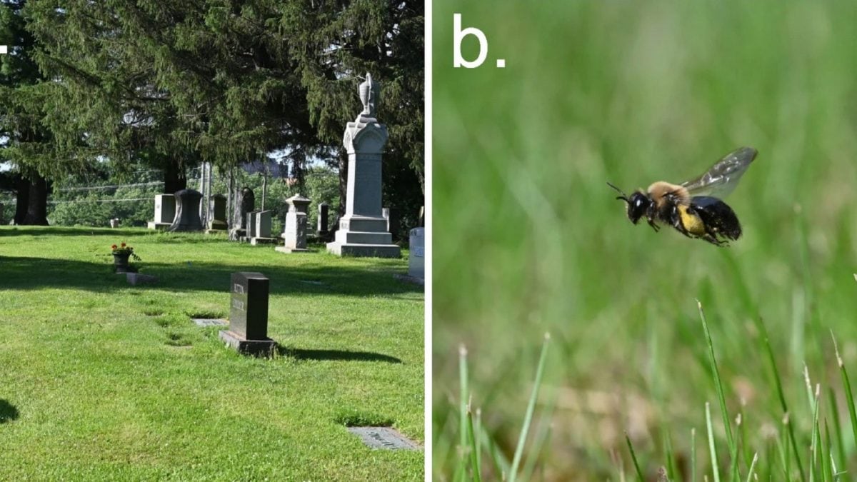 L’East Lawn Cemetery di Ithaca a sinistra, un’ape scavatrice comune a destra. Credit: Hoge et al., Apidologie