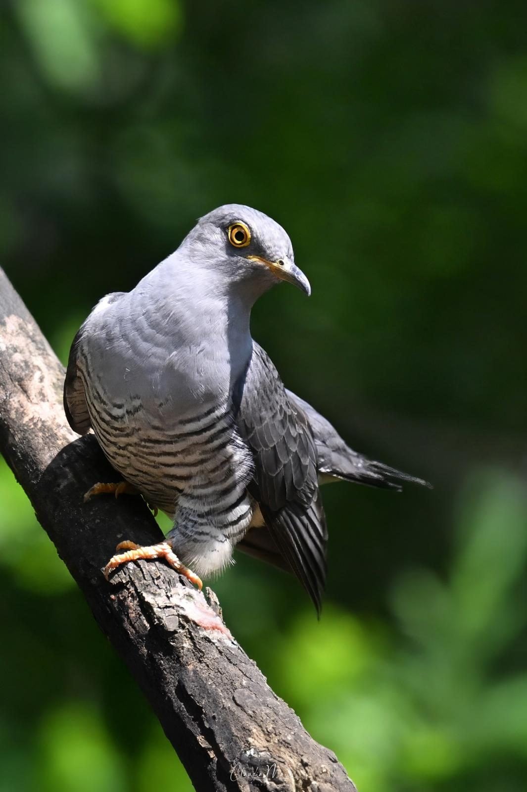 Cuculo. Credit: Claudia Mai