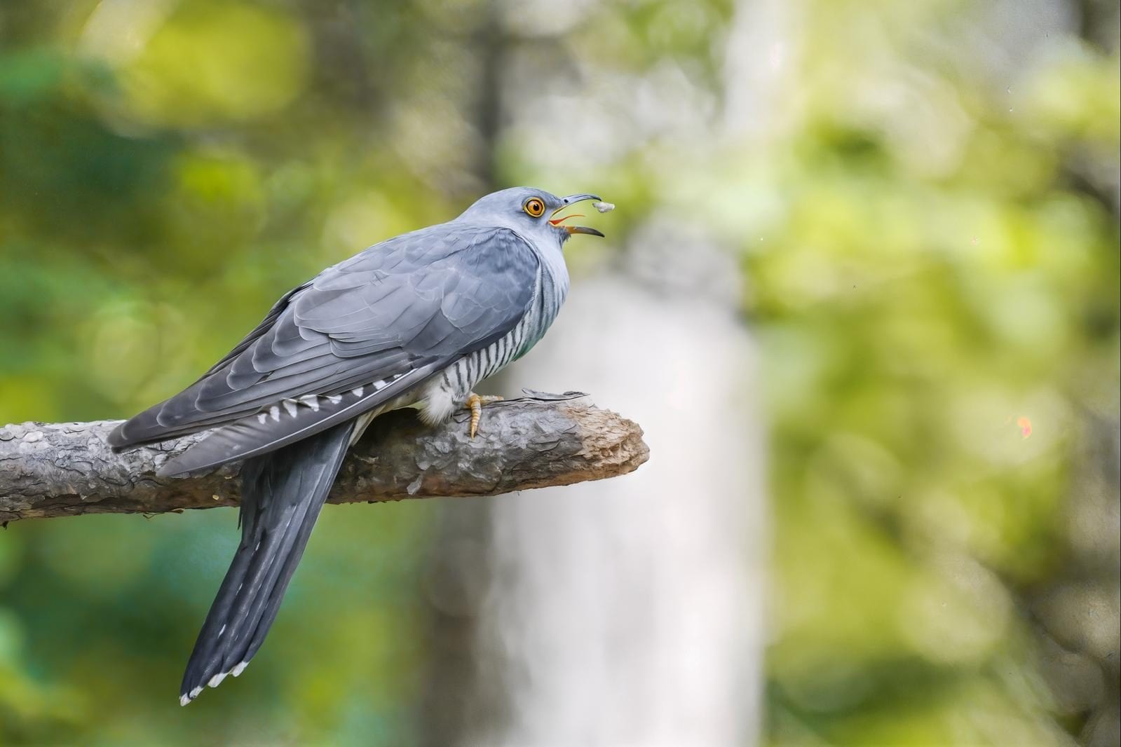 Cuculo. Credit: Claudia Mai