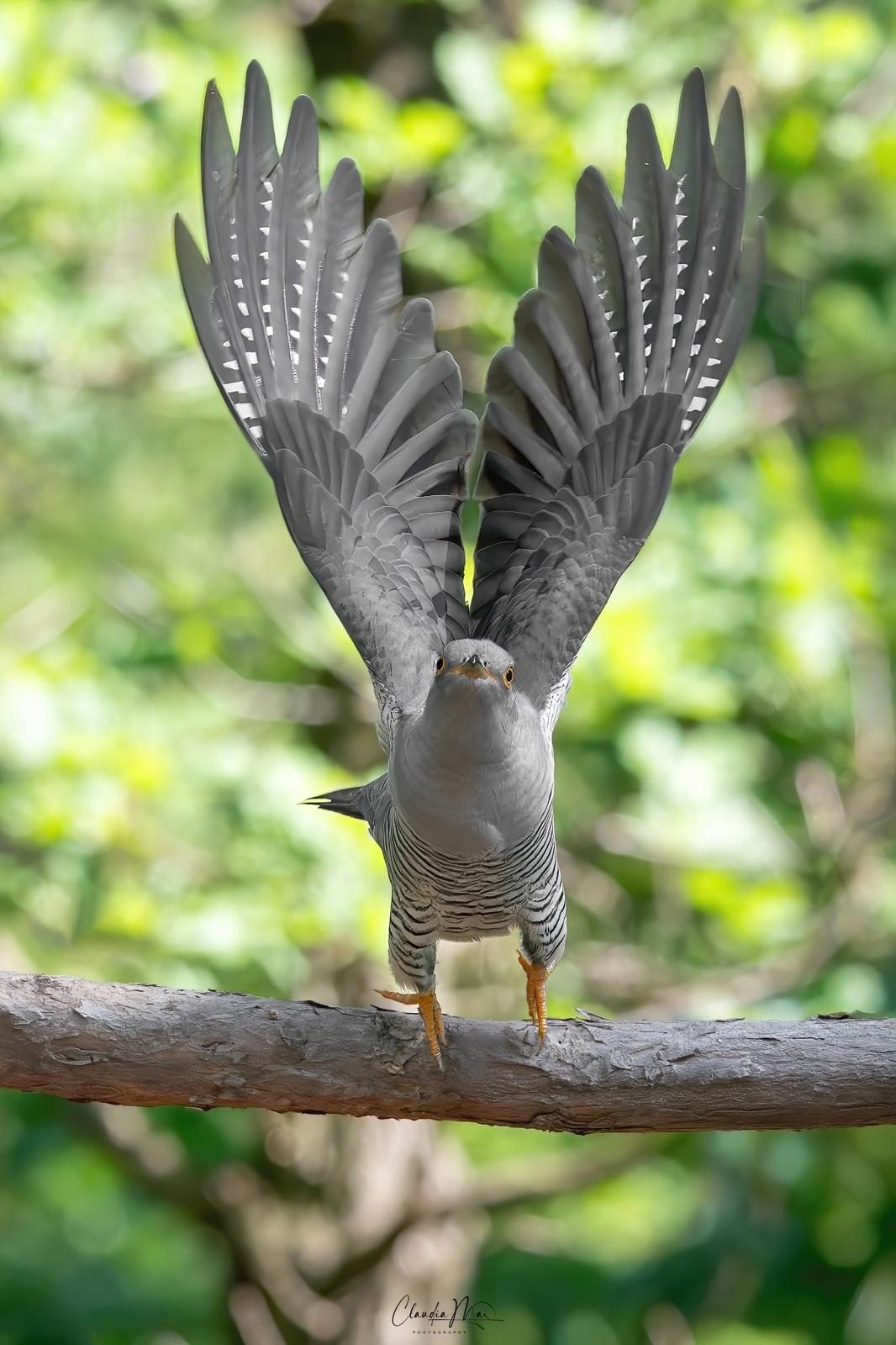 Cuculo. Credit: Claudia Mai
