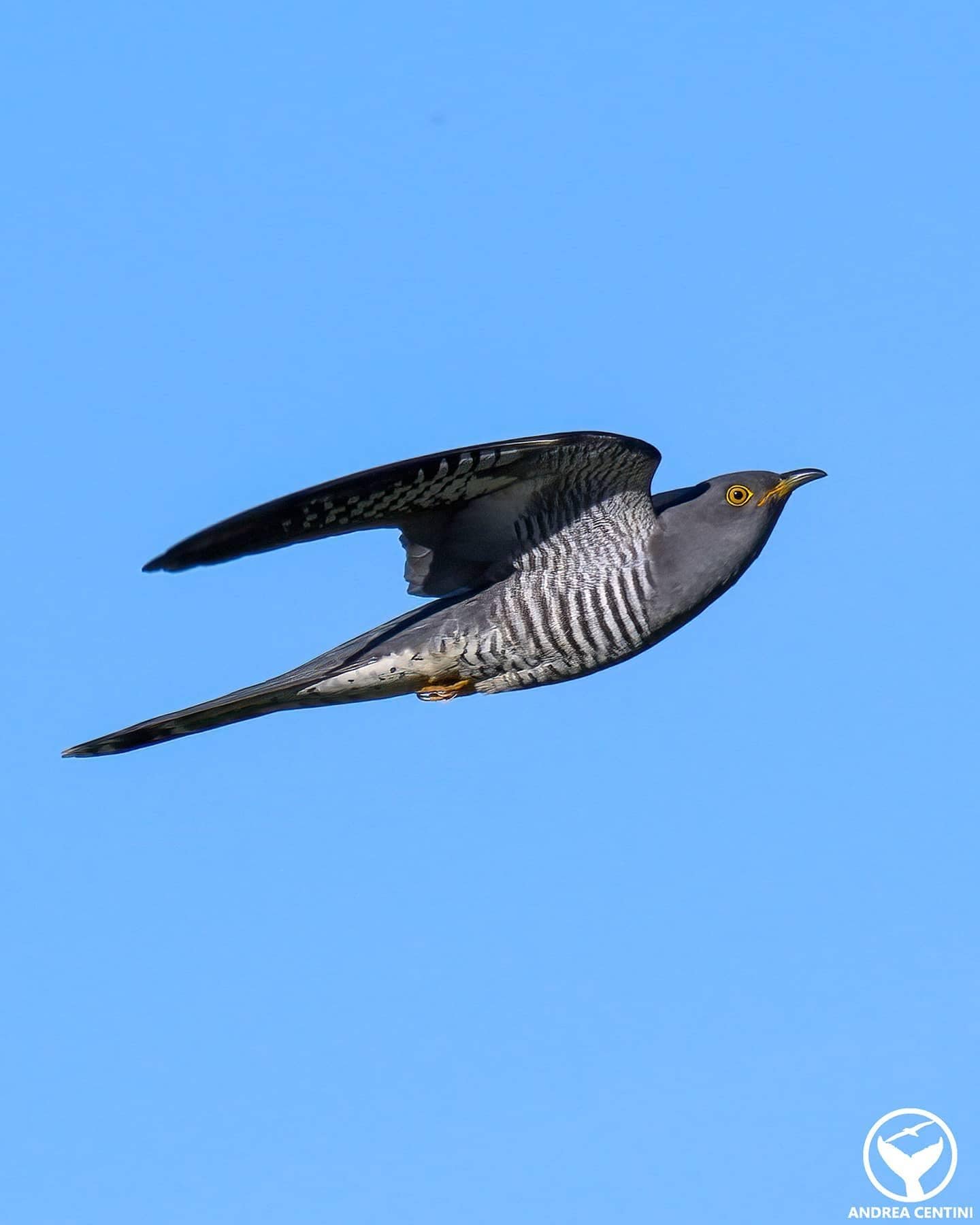 Cuculo. Credit: Andrea Centini