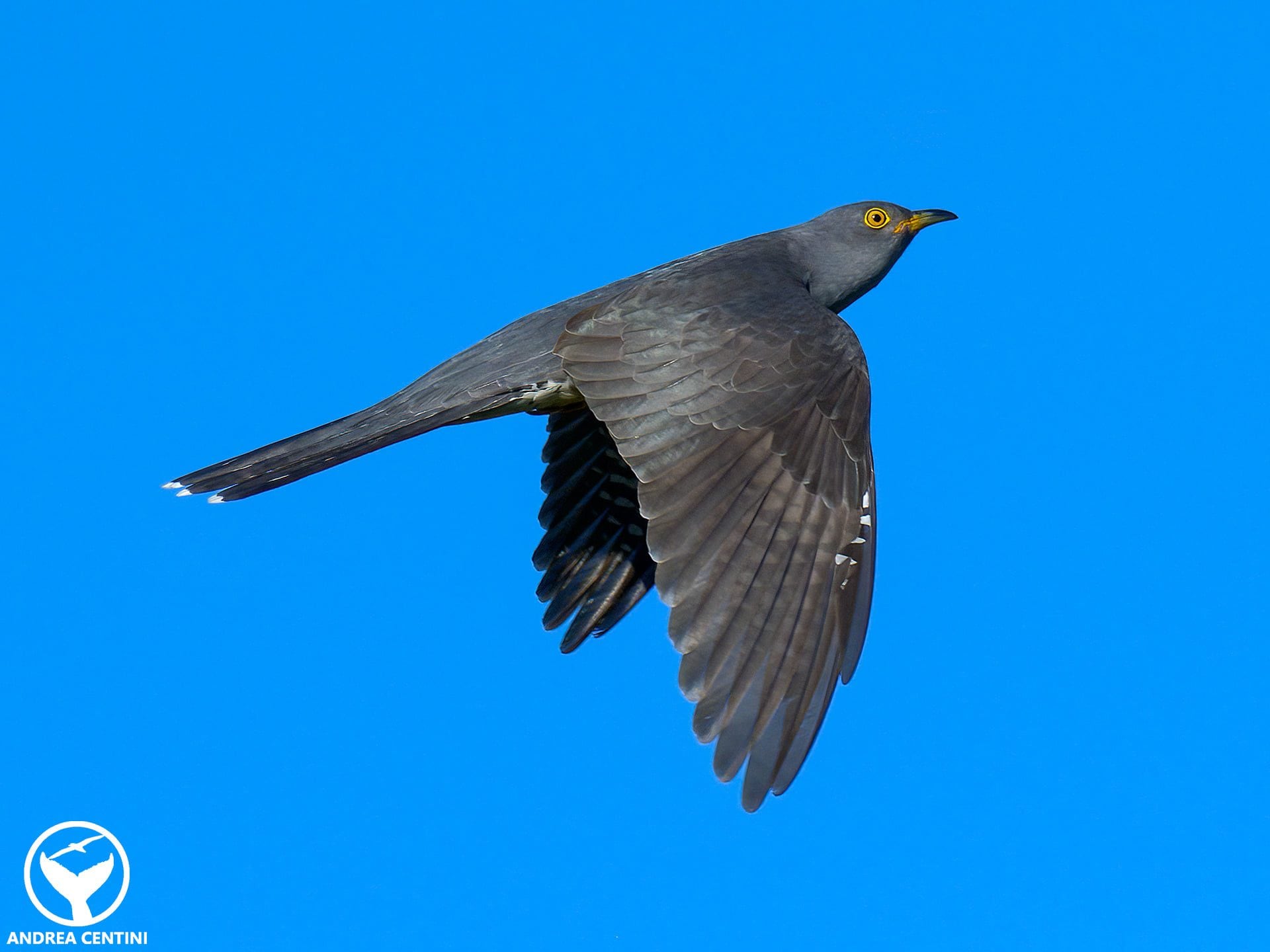 Cuculo. Credit: Andrea Centini