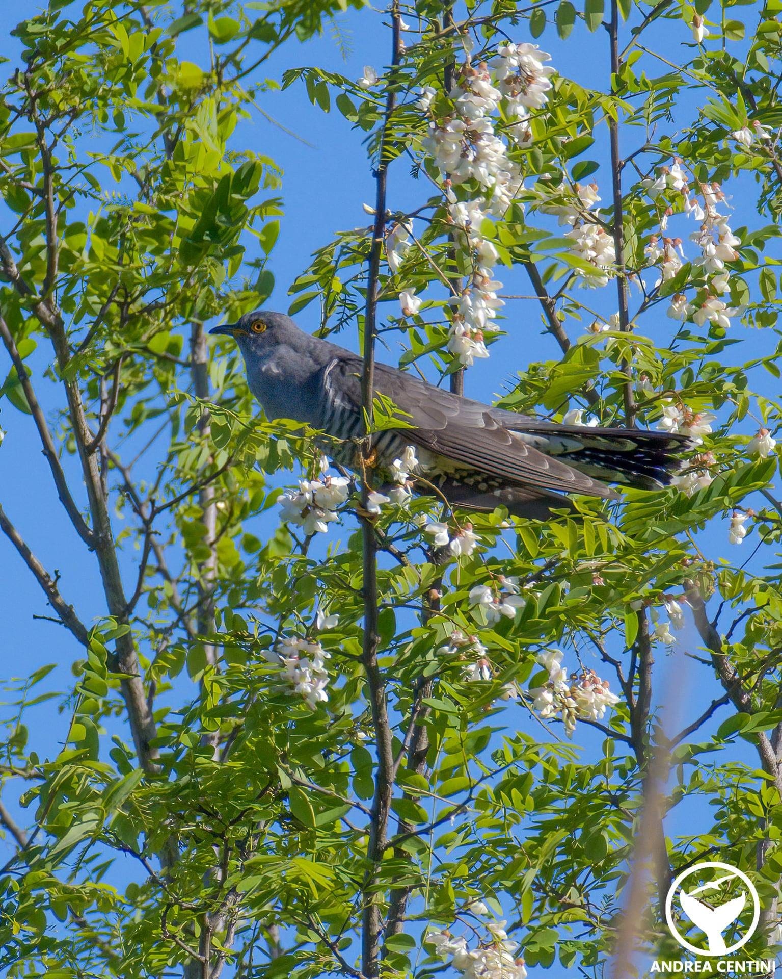 Cuculo. Credit: Andrea Centini