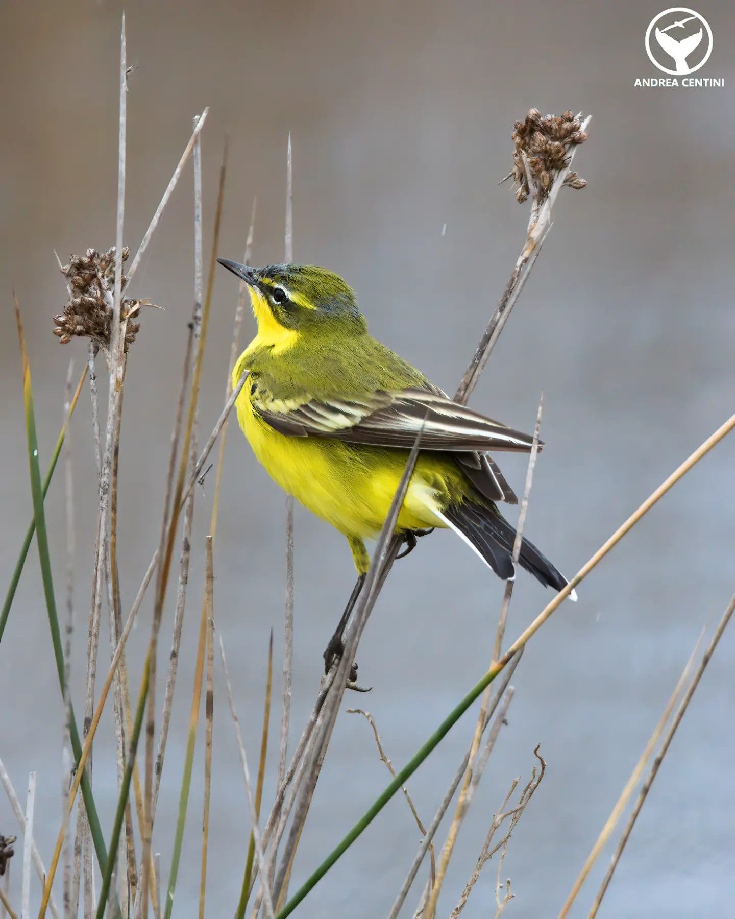 Cutrettola britannica (Motacilla flava flavissima) al Parco Nazionale del Circeo. Credit: Andrea Centini
