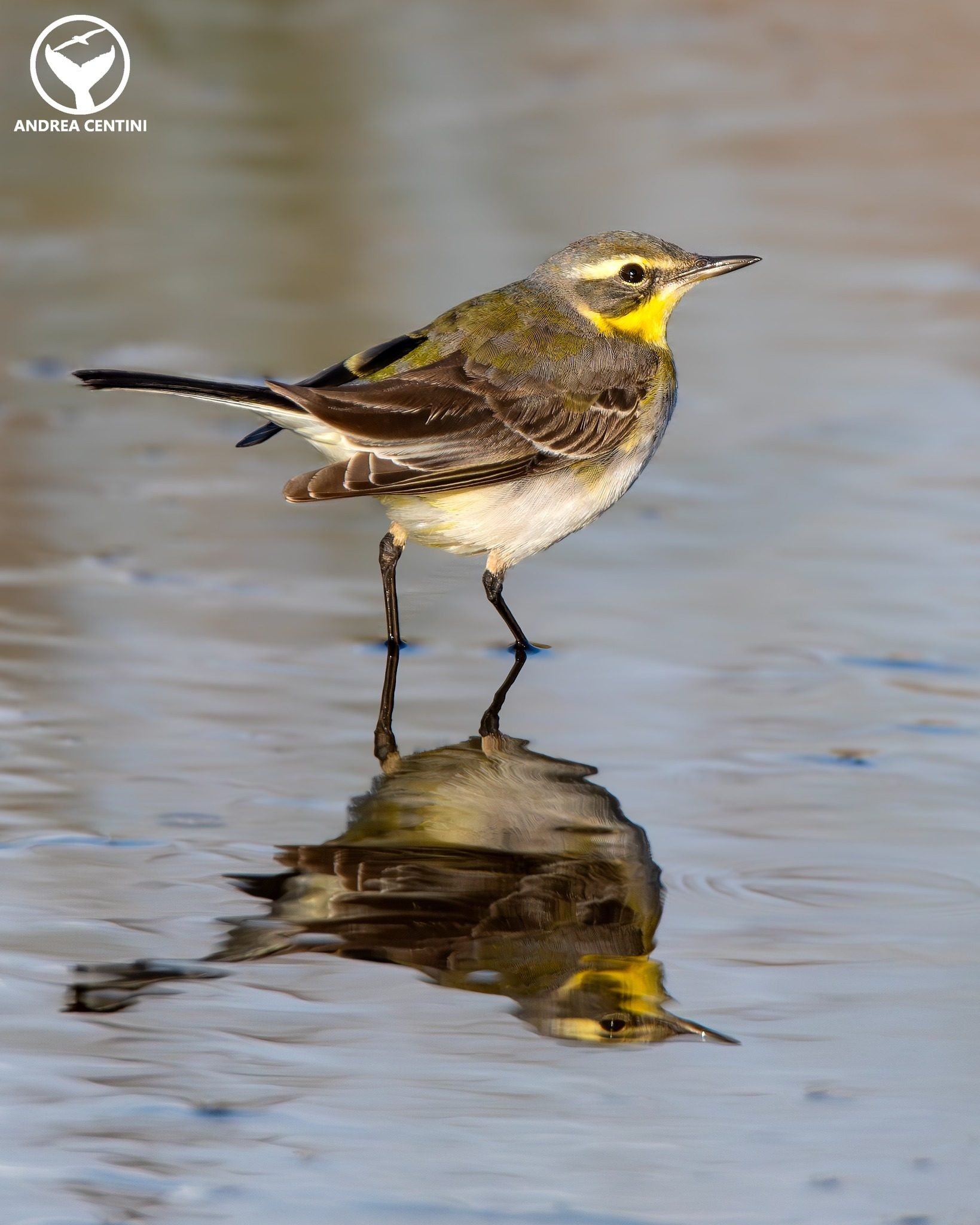 Cutrettola orientale "di Bering". Credit: Andrea Centini