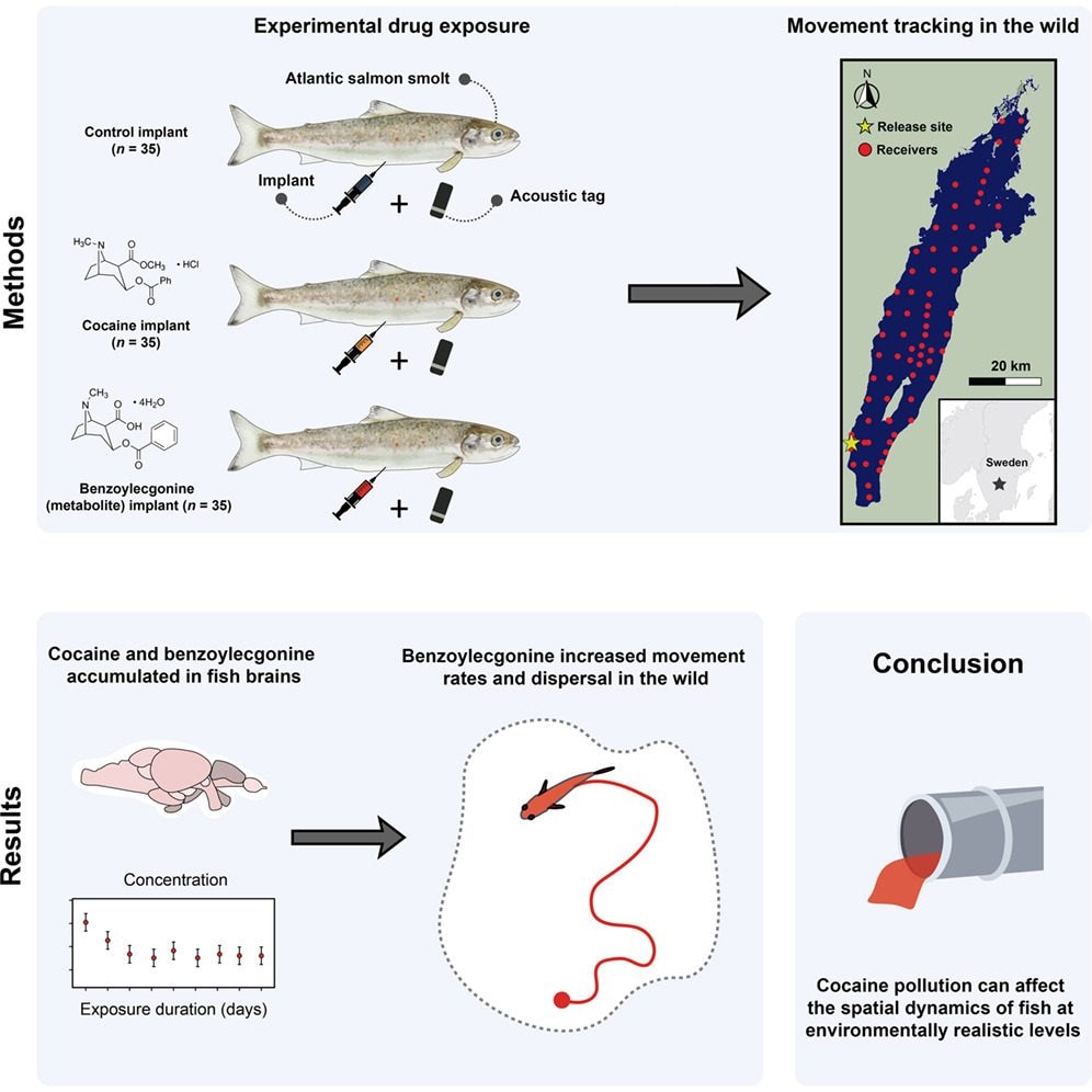 Schema dell’esperimento. Credit: Current Biology